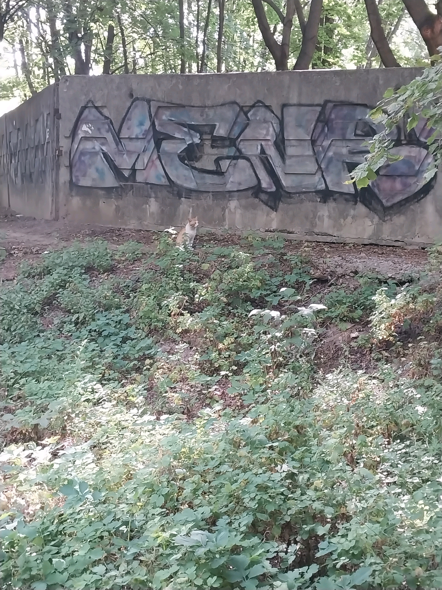 A ginger and white cat sits on a slightly elevated, overgrown grassy slope in front of a concrete wall covered in graffiti. The graffiti on the wall features large, stylized letters in shades of grey, purple, and black. The wall appears to be part of an outdoor structure, possibly a retaining wall or a fence, in a park-like setting with trees and foliage visible in the background. The area appears to be somewhat neglected, with scattered leaves and debris on the ground. The lighting suggests it is daytime, with sunlight filtering through the trees and creating dappled patterns on the foliage and ground. This scene is located in Dnipro, Ukraine.