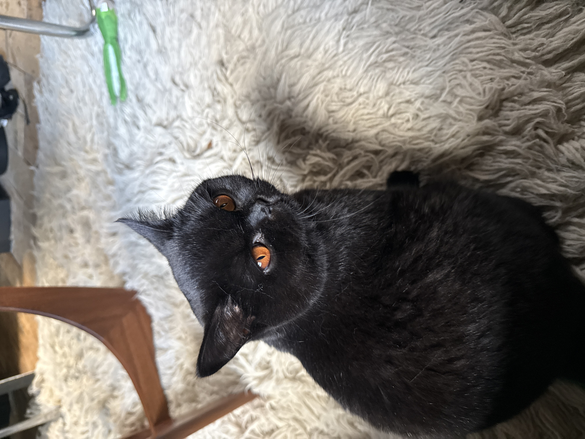 A black cat with amber eyes is lying on a shaggy white rug. Part of a wooden chair is visible in the lower left corner of the image. A green and white object is on the rug in the upper left. The cat is looking up and to the left. The location cannot be determined from the visual information.