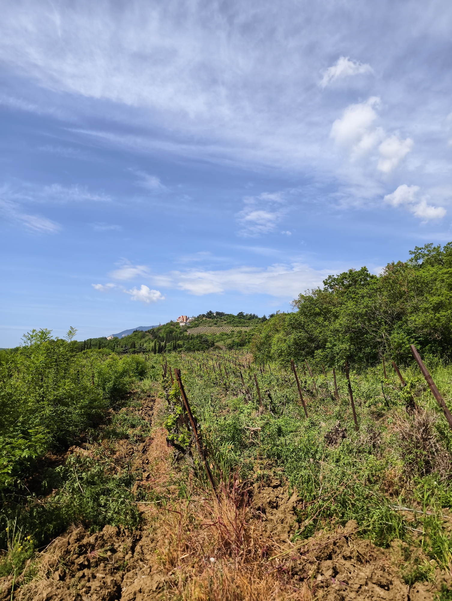 The image depicts a vineyard scene in Kiparisnoe, Ukraine. The foreground shows rows of grapevines supported by metal posts, with soil and mixed grasses between the rows. To the left and right of the vineyard, there are areas of dense green vegetation. In the midground, the rows of grapevines lead toward a distant hilltop upon which an orange-roofed building is situated, partially obscured by trees. The sky is blue with scattered white clouds.