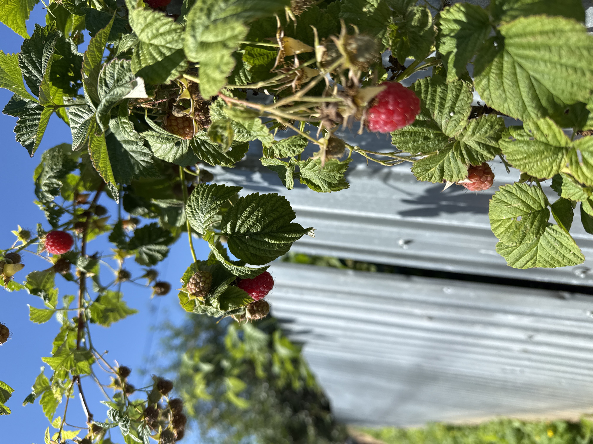 In a close-up, low-angle shot, ripe raspberries are visible on a bush, hanging from branches against a clear blue sky. The raspberries are a vibrant red, with some still attached to their stems and surrounded by green leaves. In the background, a corrugated metal fence runs diagonally across the frame, with out-of-focus greenery and trees behind it, suggesting an outdoor setting, possibly a garden or yard. The image is well-lit by sunlight, casting subtle shadows. The location is Unknown, Unknown.