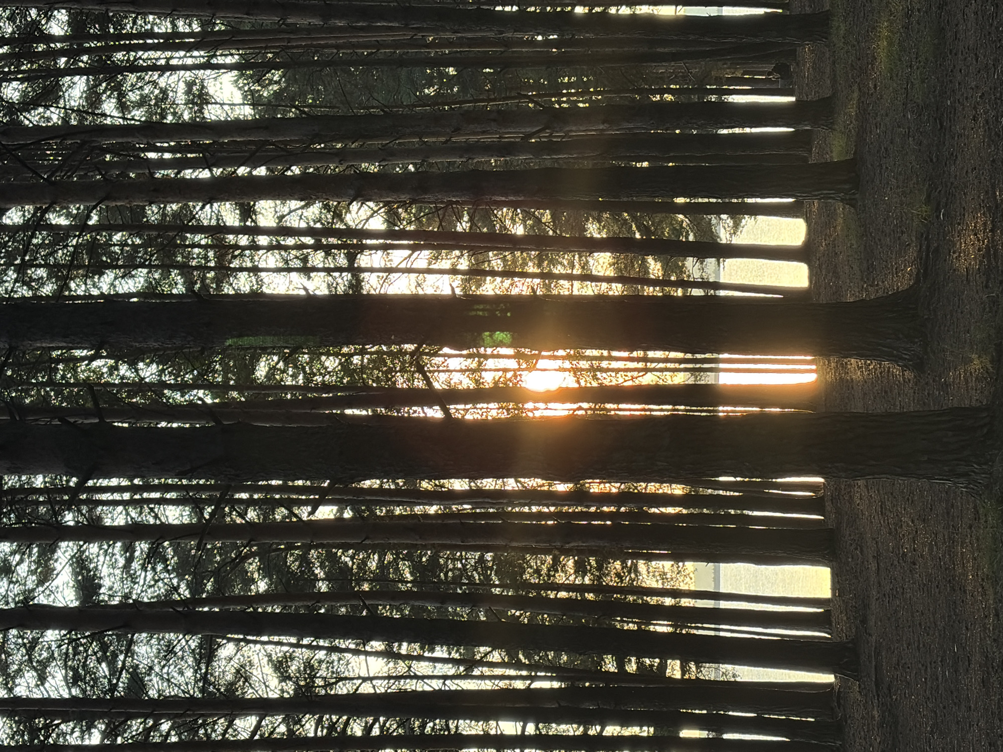 The image shows a dense pine forest with a body of water visible in the background, illuminated by the warm glow of the setting or rising sun filtering through the trees. The ground is covered in pine needles and some sparse vegetation. The lighting creates strong vertical shadows from the trees, and some lens flares are present. The scene appears to be a natural landscape, likely a park or protected area within or on the outskirts of Chaikovsky, Russia, given the characteristic evergreen forest composition often found in the region. No people or specific man-made objects are clearly discernible, suggesting a focus on the natural environment.