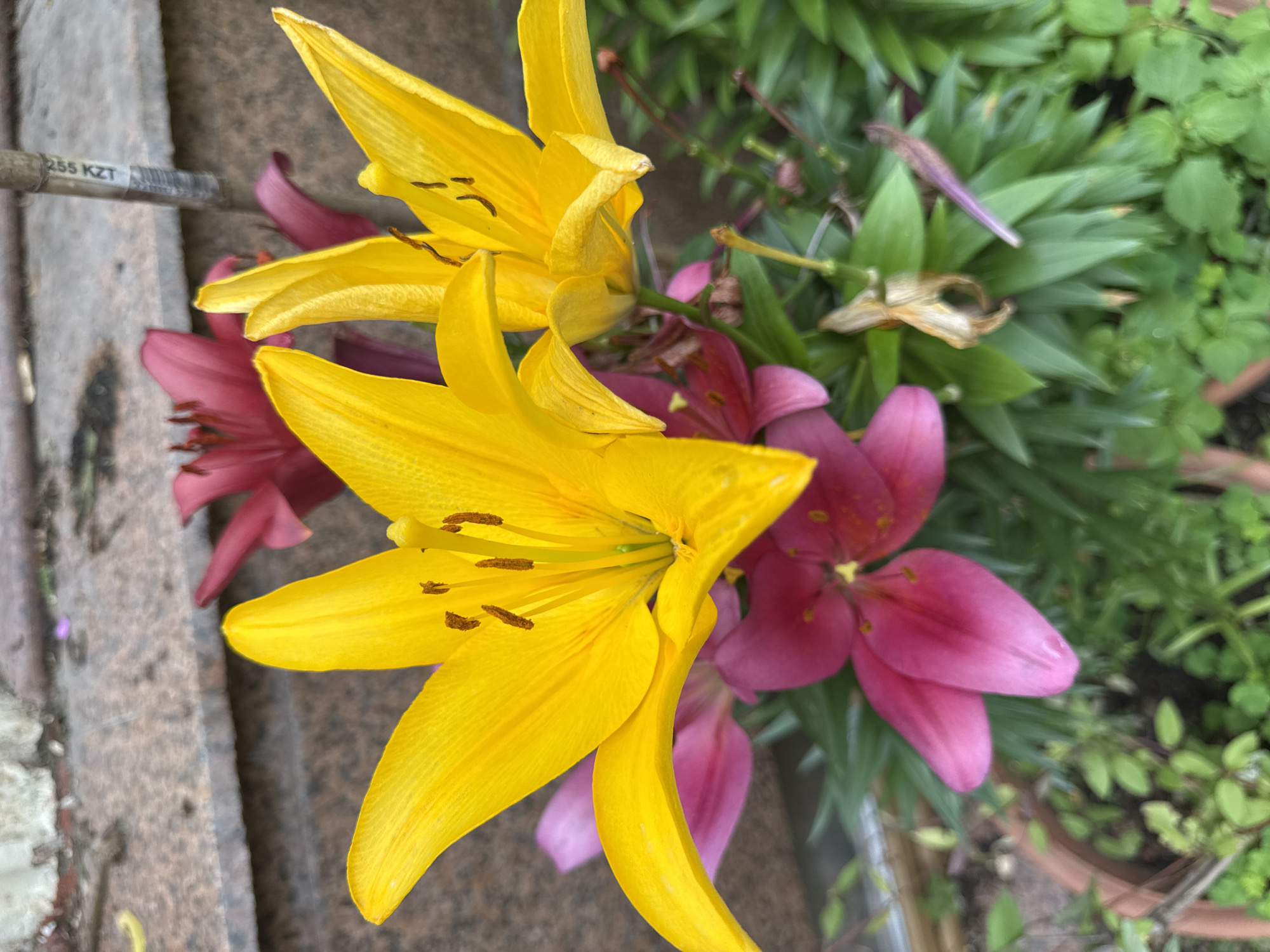 A close-up, eye-level shot captures a cluster of blooming lilies in a garden setting. The foreground is dominated by two large, vibrant yellow lilies, their petals unfurled and facing the camera. Their stamens, tipped with dark pollen, are clearly visible. Behind them, several pink and deep magenta lilies are partially visible, some in full bloom and others in bud. The lilies are nestled amongst lush green foliage, with some dried or wilting leaves interspersed. In the background, a textured, light-colored wall, possibly stone or concrete, forms the backdrop. To the right of the frame, a gray, cylindrical object, possibly a fence post or support, is wrapped with a white label bearing black text that appears to be "255 KZT". The overall impression is one of natural beauty and flourishing plant life. The scene does not contain any people or discernible urban infrastructure beyond the background wall and label.