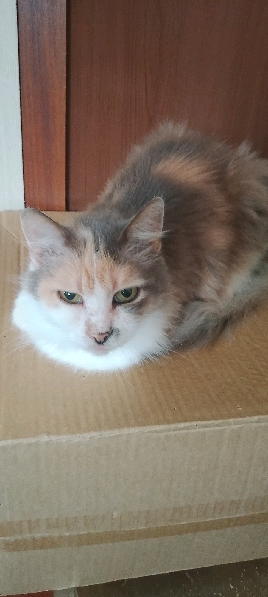 A calico cat is resting on a cardboard box. The cat has patches of white, gray, and orange fur. Its eyes are green and it is looking directly at the camera. The background appears to be a wooden surface. There is no indication of the city of Belgorod, Russia, or any other specific location. The image is a still photograph.