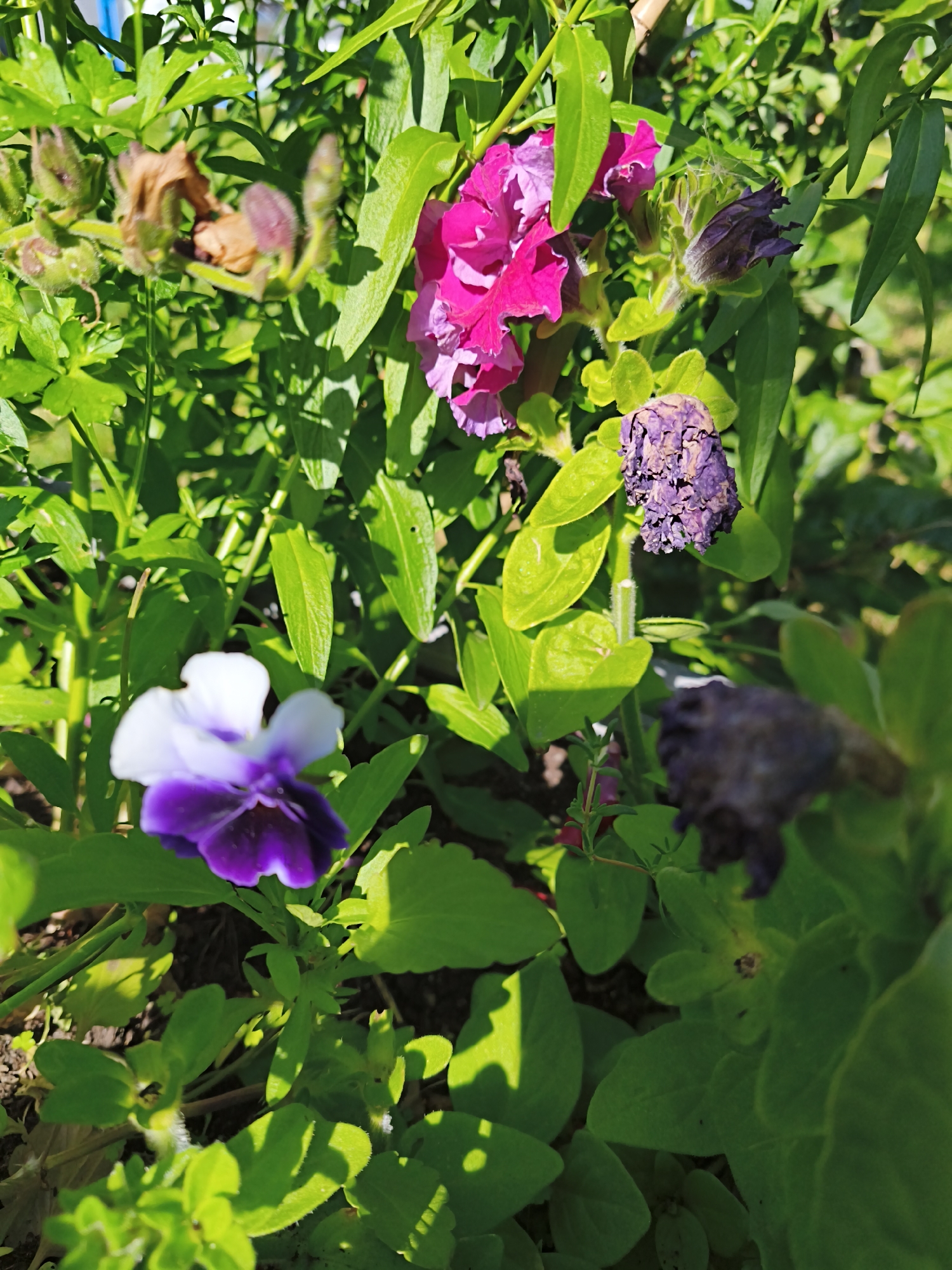 In a garden setting, possibly in Tallinn, Estonia, various flowers and foliage are captured in bright daylight. In the foreground, a singular pansy, predominantly white with deep purple markings, is in focus. Behind it, a cluster of vibrant pink petunias are visible. The background is filled with lush green leaves and stems, interspersed with several dried, dark purple flower buds. The overall scene suggests a well-tended garden experiencing full bloom, with elements of both fresh and wilting flora.