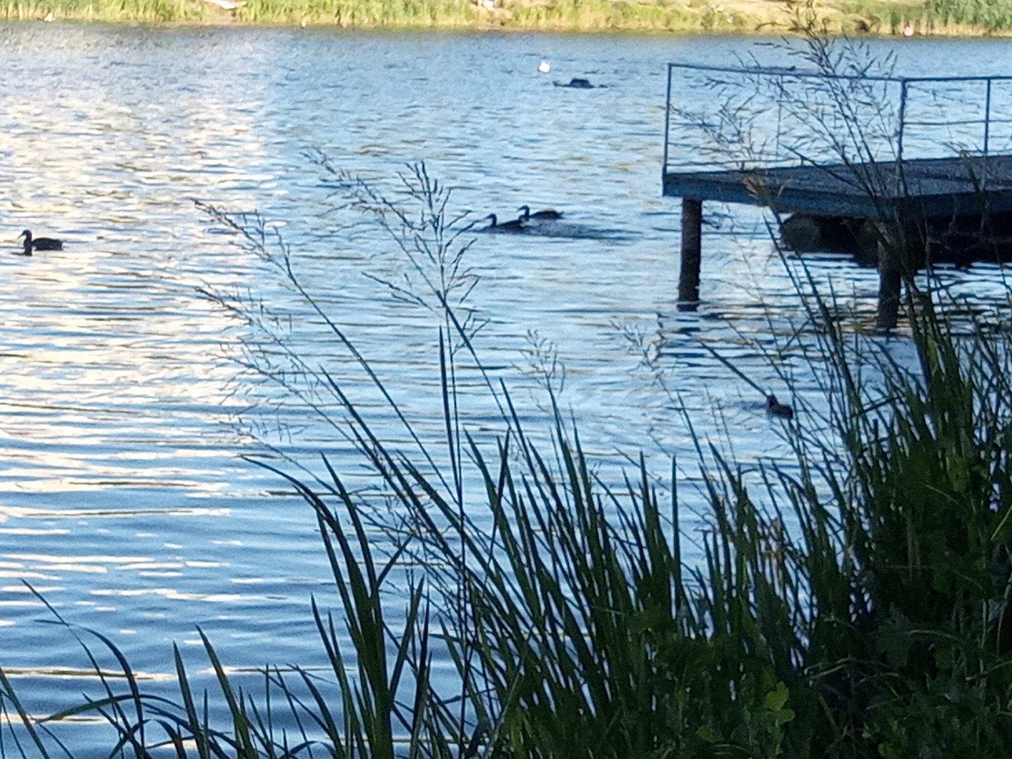 A serene natural landscape unfolds in Kyiv, Ukraine, featuring a body of water and its surrounding environment. In the mid-ground, a dark, weathered wooden pier juts out into the blue water, supported by two sturdy wooden pilings. The pier's surface appears slightly worn, and a dark railing runs along its edge. Several dark-colored waterfowl are visible on the water. One is swimming independently to the left of the frame. Closer to the pier, two more waterfowl are swimming together, creating a ripple effect in the water. In the distance, another dark shape is visible on the water, possibly another bird. A small white object, possibly a seagull, is also present in the upper portion of the water. The foreground is dominated by lush, tall green grass and reeds, their slender stalks and feathery tops creating a soft, natural frame. The water itself is a vibrant blue, reflecting the sky and sunlight, with gentle ripples disturbing its surface. In the background, a strip of green vegetation suggests a shoreline, with hints of pale earth or sand peeking through. The overall atmosphere is peaceful and tranquil.