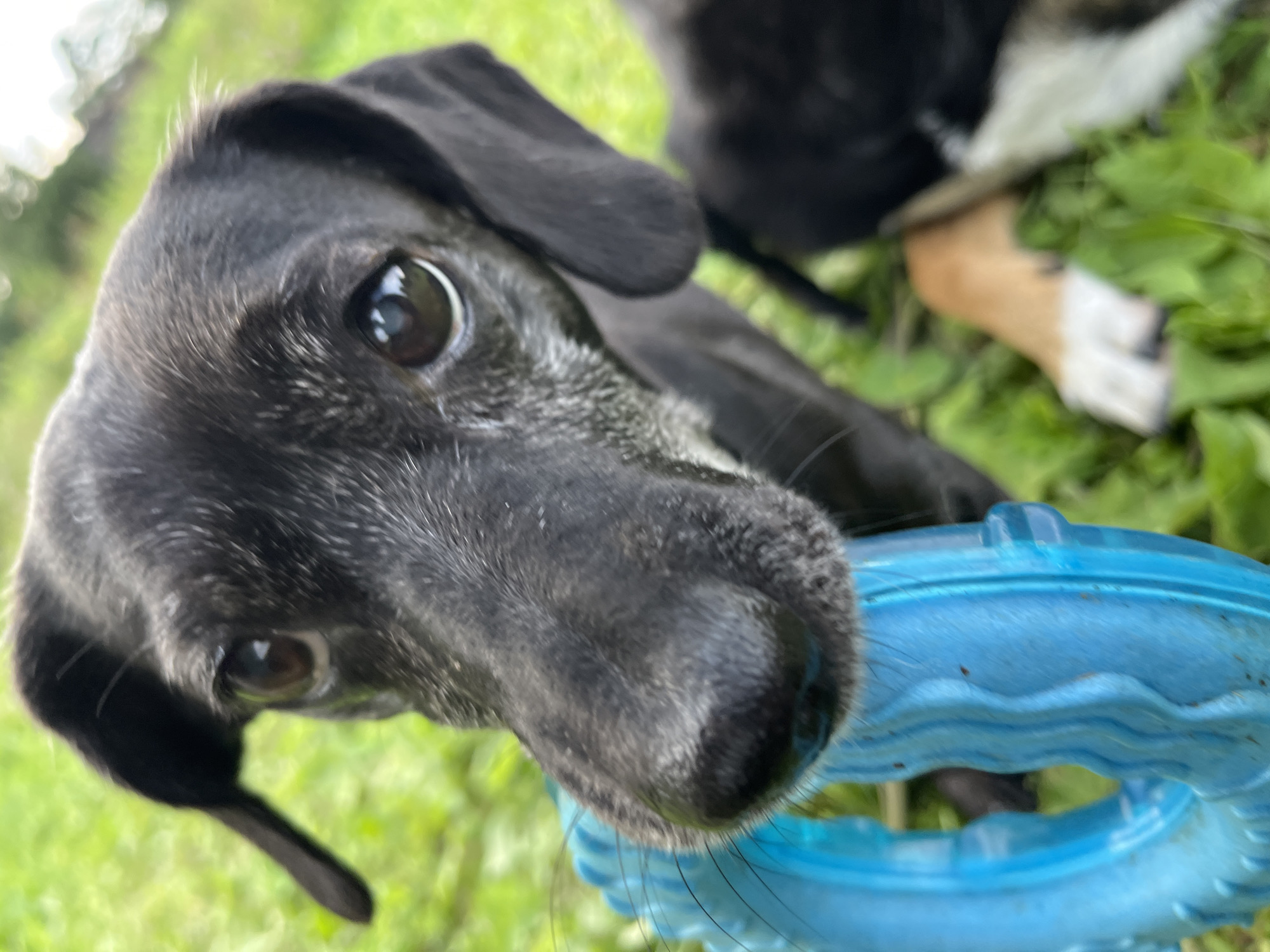 An extreme close-up shot features a black dog with some graying around its muzzle, holding a bright blue chew toy in its mouth. The dog's right eye is visible and appears to be a dark brown. The background is blurred green grass and foliage, suggesting an outdoor setting. A portion of another dog, primarily its hind leg with tan and white markings, is visible in the lower right corner of the image. The scene is set in an outdoor environment in Nizhny Tagil, Russia.