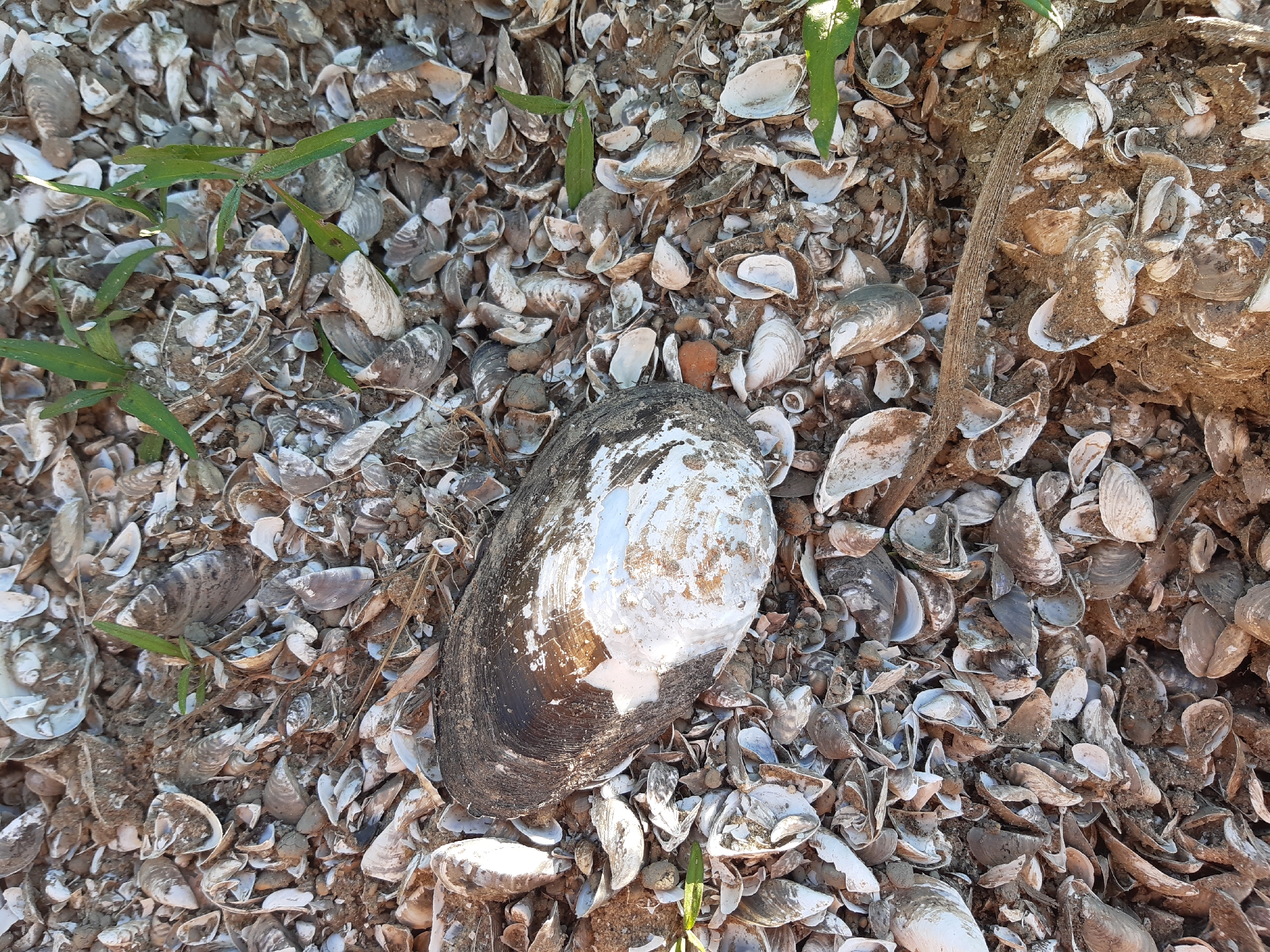 The image shows a close-up, overhead view of a large pile of broken mussel shells and dirt. A single, large mussel shell, mostly dark brown with patches of white, is prominent in the center of the frame. The surrounding ground is densely covered with smaller, fragmented mussel shells of varying shades of gray and white, mixed with soil. Small green shoots of grass are visible in several locations amongst the shells. To the right of the large shell, a thick, woody twig or root protrudes from the ground. The overall impression is one of a natural accumulation of detritus, possibly near a body of water, within the city of Sokil, Ukraine.