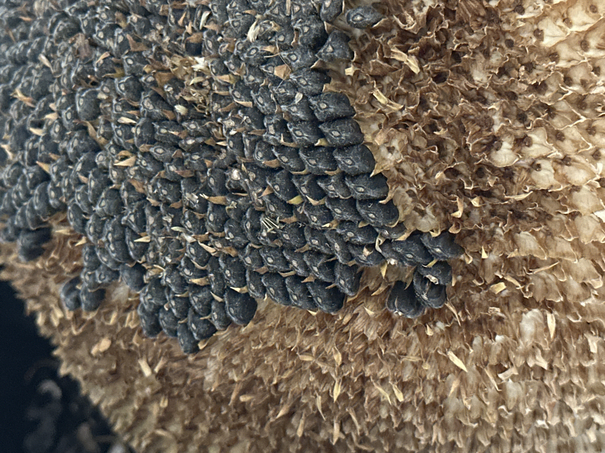 The image is a close-up, macro photograph of a sunflower head. The majority of the frame is filled with the tightly packed seeds of the sunflower, which are black and elongated, with small, light-colored remnants of the flower's structure visible between them. Surrounding the seed-filled center is the dried, brown receptacle of the sunflower, characterized by its fibrous and somewhat shriveled texture. The lighting appears natural, highlighting the textures and patterns of the seeds and receptacle. The image does not depict any specific location in Nevinnomyssk, Russia, nor does it contain any people, actions, or interactions.