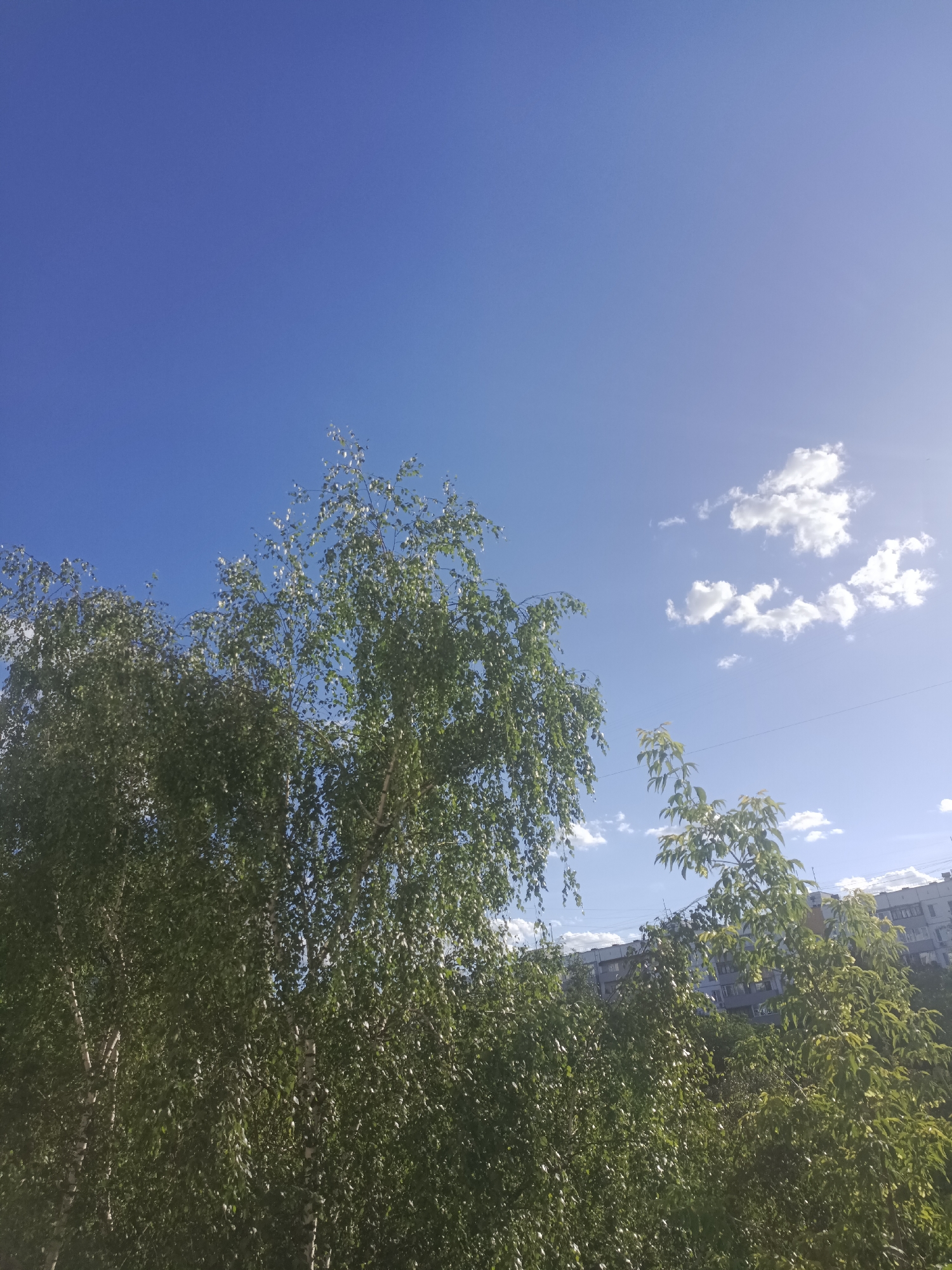 The image depicts a bright, sunny day with a clear blue sky. In the foreground, lush green trees with dense foliage dominate the lower portion of the frame. The trees are in full leaf, suggesting a warm season, likely summer. Some of the trees appear to be birch trees, identifiable by their characteristic white bark, which is visible in places.
In the middle ground and background, a multi-story apartment building is visible, partially obscured by the trees. The building's architecture suggests a typical Soviet-era residential block, common in Moscow. A thin electrical wire is stretched across the sky, adding a man-made element to the natural scene. A few scattered white clouds drift across the blue expanse, illuminated by the sun.
The overall impression is one of a pleasant, warm day, likely in the late morning or early afternoon, given the brightness of the sky and the sun's position. The scene evokes a sense of everyday urban life in Moscow, where nature and residential buildings coexist. There is no discernible activity or event taking place, and no text is visible in the image. The image captures a moment of natural beauty within a city environment.