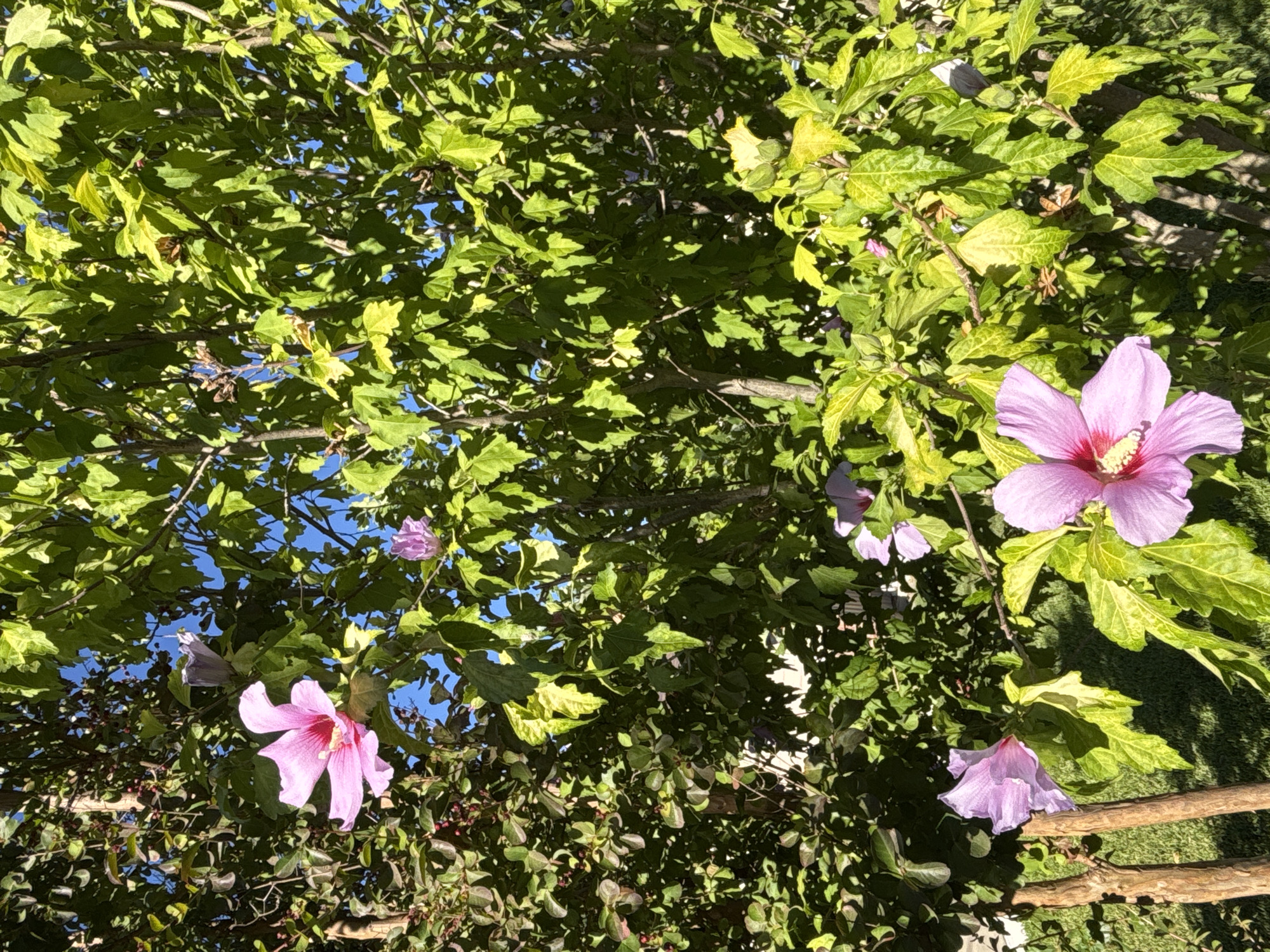 The image depicts a vibrant hibiscus bush with multiple pink and purple flowers in bloom. The bush is situated outdoors, likely in a garden or park, with lush green foliage and a clear blue sky visible in the background. Sunlight illuminates the scene, casting shadows and highlighting the intricate details of the petals and leaves. The lower portion of the image shows a glimpse of green grass and textured tree trunks, suggesting a natural, well-maintained environment. The presence of multiple blooms indicates it is likely springtime or summertime, when hibiscus plants are in their full glory. The location is Fair Oaks, United States.