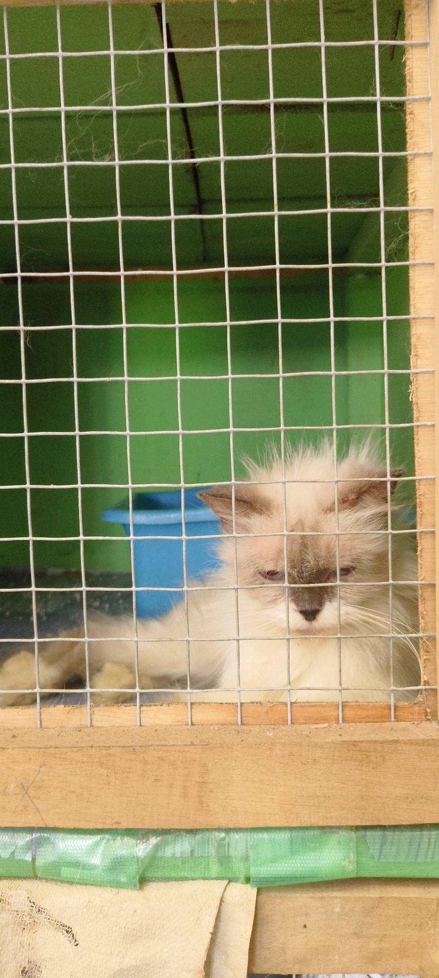 A fluffy, light-colored cat with blue eyes is inside a wooden cage with a wire mesh front. The cat is lying down and appears to be resting or sleeping. Behind the cat, a blue plastic food or water bowl is visible. The background of the cage is a bright green wall. The cage itself is constructed of light-colored wood and metal wire. The overall scene suggests a pet shelter or a domestic setting in Waisai, Indonesia.