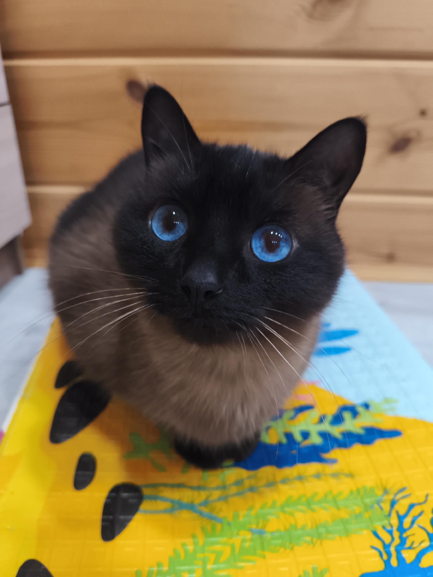 A close-up shot shows a Siamese cat perched on a colorful, patterned surface. The cat's fur is dark brown on its face, ears, and parts of its body, with lighter tan fur on its chest and shoulders. Its eyes are a striking bright blue. The background features a wooden paneling. The patterned surface has green, yellow, and blue details. The location is Русский Вожой, Russia.