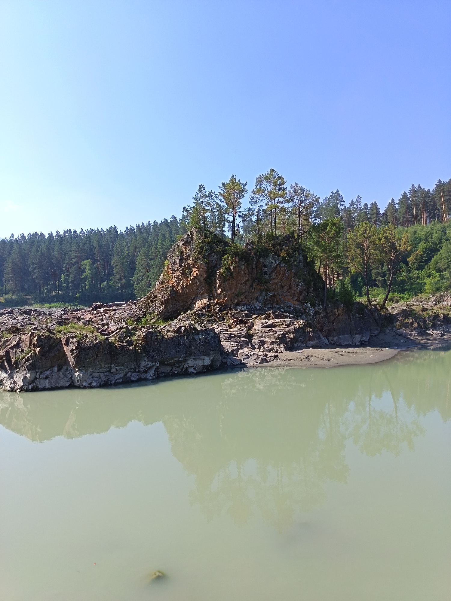 A wide, greenish-gray river flows in the foreground of the image, reflecting the sky and the surrounding landscape. On the right bank of the river, a rocky outcropping juts out, topped with several tall, slender pine trees. The rock formation is rough and layered, with patches of sparse vegetation growing on its surfaces. Beyond the rocky island, a dense forest of pine trees covers a hillside that slopes upward towards a clear, pale blue sky. The forest is thick and uniform, appearing as a dark green carpet on the land. The overall scene is one of natural, unspoiled wilderness. The image captures a view of the Katun River near Manzherok, Russia, a region known for its scenic beauty and natural landscapes.