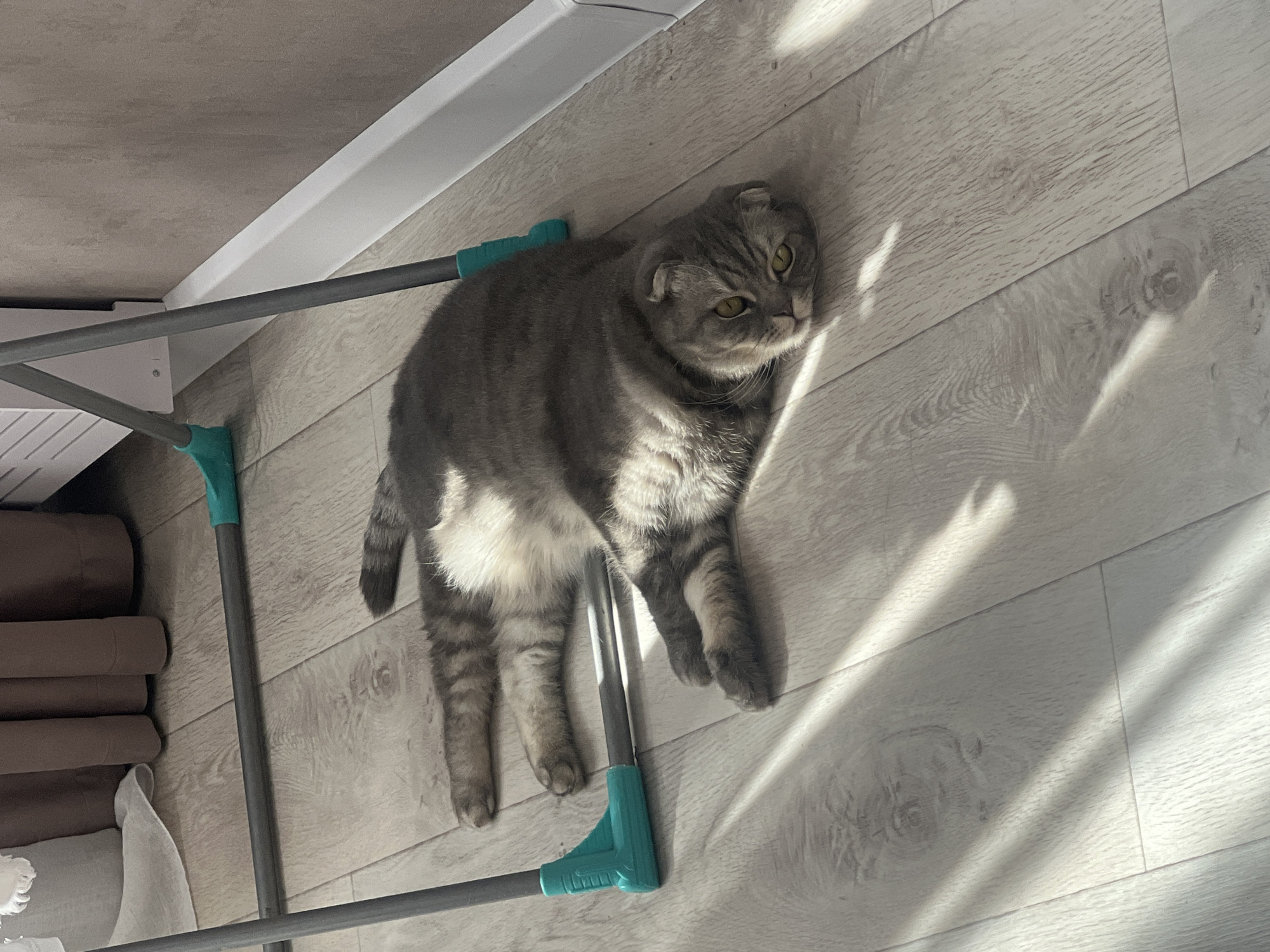 A grey, tabby-striped Scottish Fold cat is lying on a light grey laminate floor. The cat is positioned near a grey and turquoise metal clothes drying rack, partially under which is a stack of folded brown and white fabrics. The scene is illuminated by bright sunlight. There is no information to ascertain that this image was taken in Votkinsk, Russia.