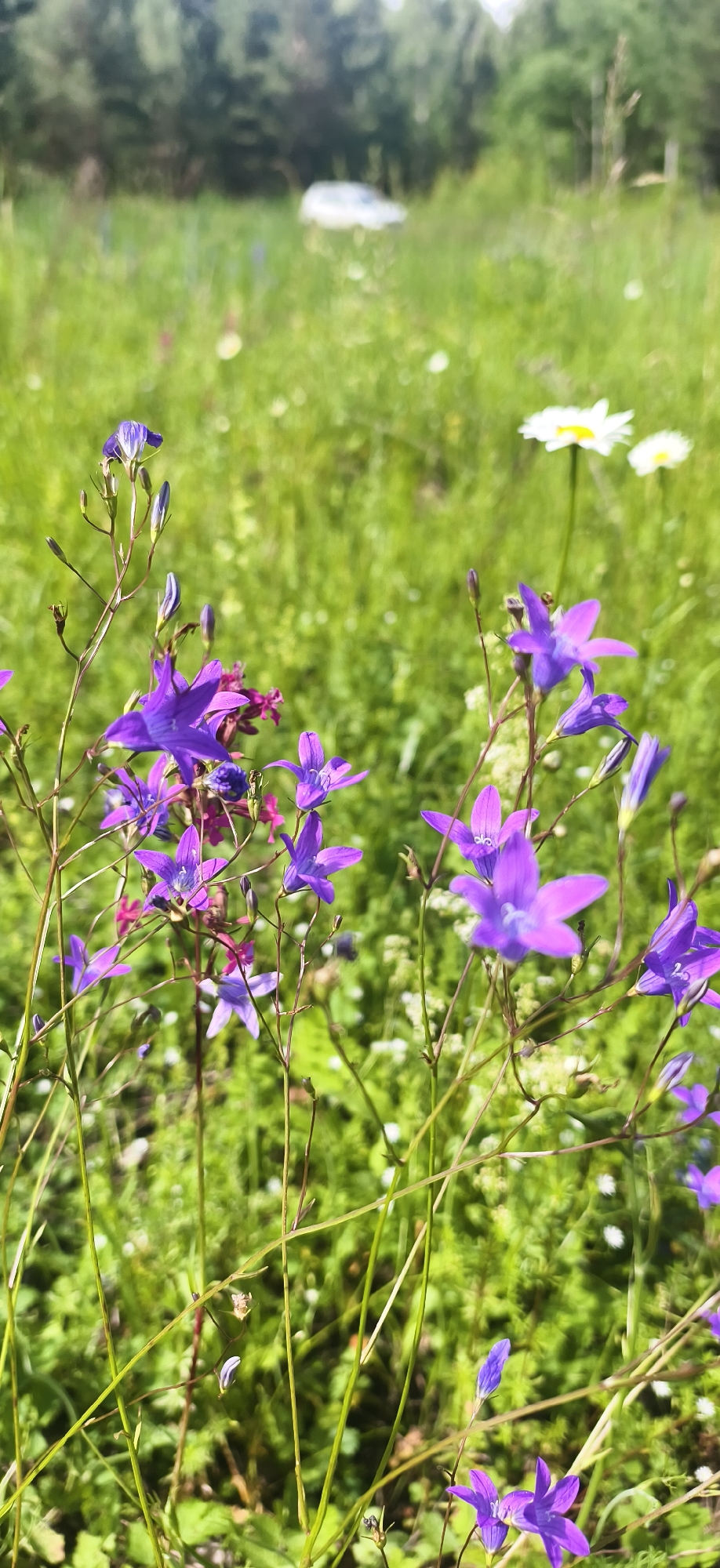 A close-up vertical shot focuses on a cluster of purple bell-shaped flowers with delicate stems in the foreground, set against a blurred background of a green meadow with scattered white daisy-like flowers and a white vehicle partially visible in the distance. The scene appears to be a natural outdoor environment. The provided location is Oralki, Russia.