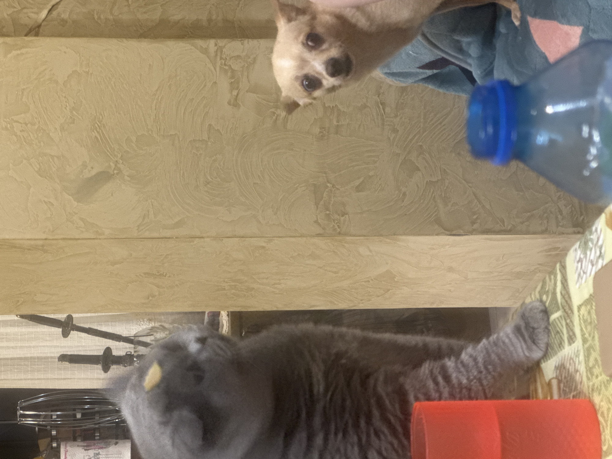 The image appears to be taken indoors. A tan chihuahua is positioned in the upper portion of the frame, with a blue water bottle and a blue towel partially visible. Below, a gray cat is lying near a red container and kitchen utensils. The location cannot be determined to be Vratsa, Bulgaria, without further information.