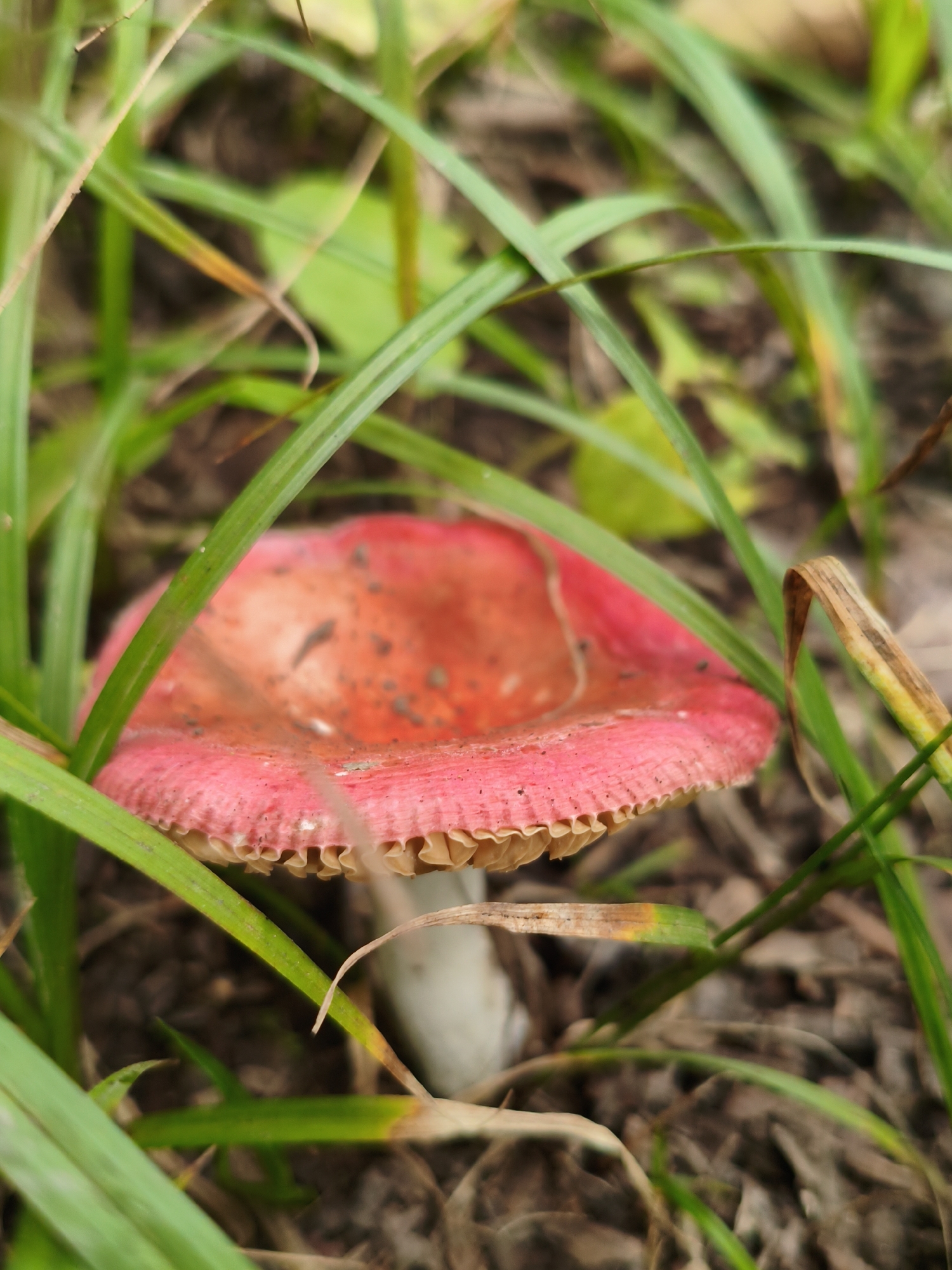 A close-up, eye-level shot captures a red mushroom with a ruffled underside nestled amongst green grass and dry leaves. The mushroom's cap is a vibrant red, speckled with small brown spots. Its stem, partially obscured by the grass, appears white. The surrounding environment is earthy and natural, suggesting a park or wooded area. There are no people present in the image. The scene is located in Vladivostok, Russia.