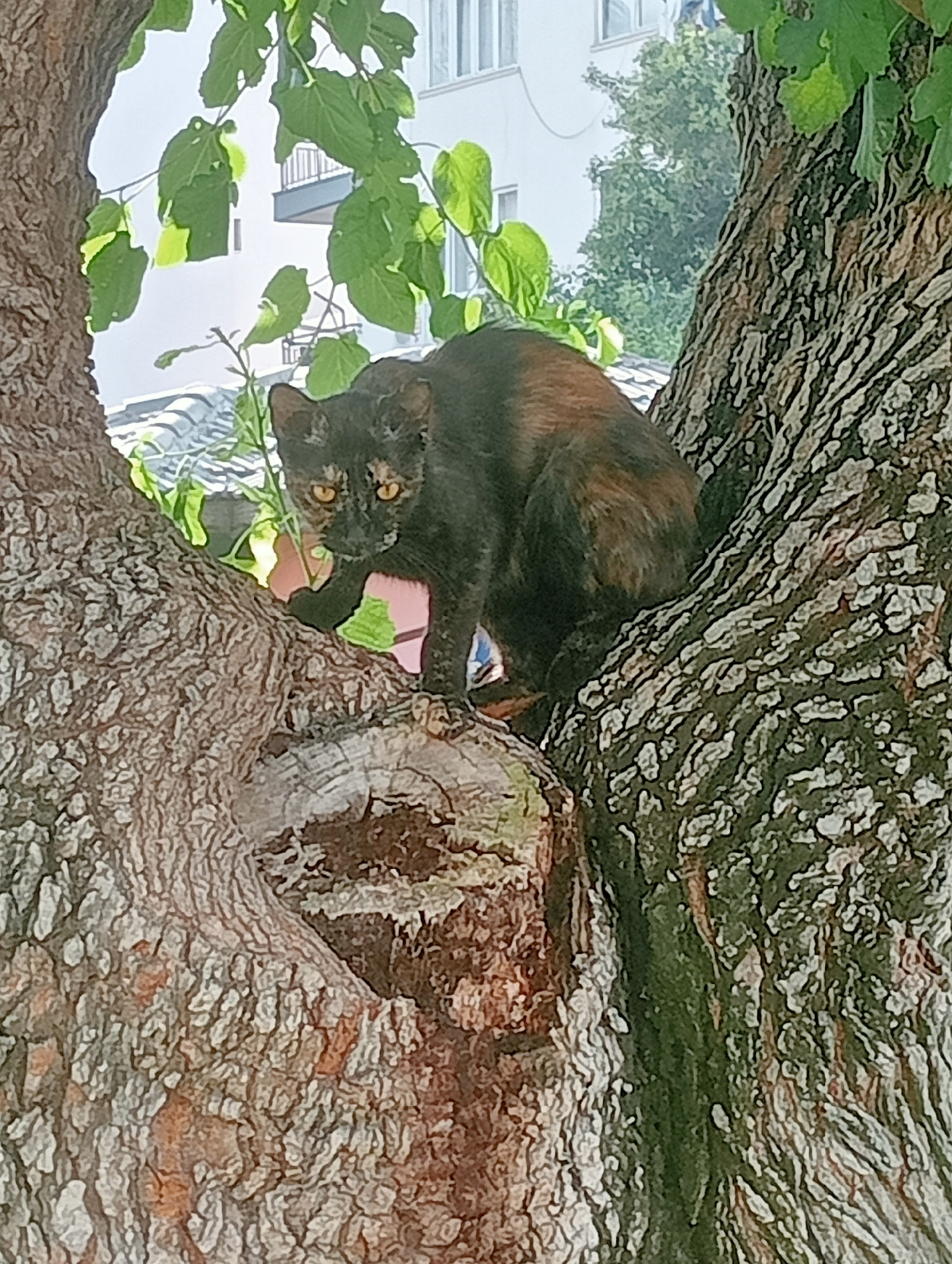 A tortoiseshell cat with yellow eyes is perched in the V-shaped fork of a tree. The cat's fur is a mix of black, brown, and orange. The tree bark is rough and textured, with prominent ridges. Green leaves are visible in the upper left portion of the image, obscuring some of the background. In the background, a white building with windows and a balcony is visible, along with some greenery. The scene appears to be outdoors in an urban environment, potentially a garden or street in Antalya, Turkey, given the bright sunlight and Mediterranean-style building.