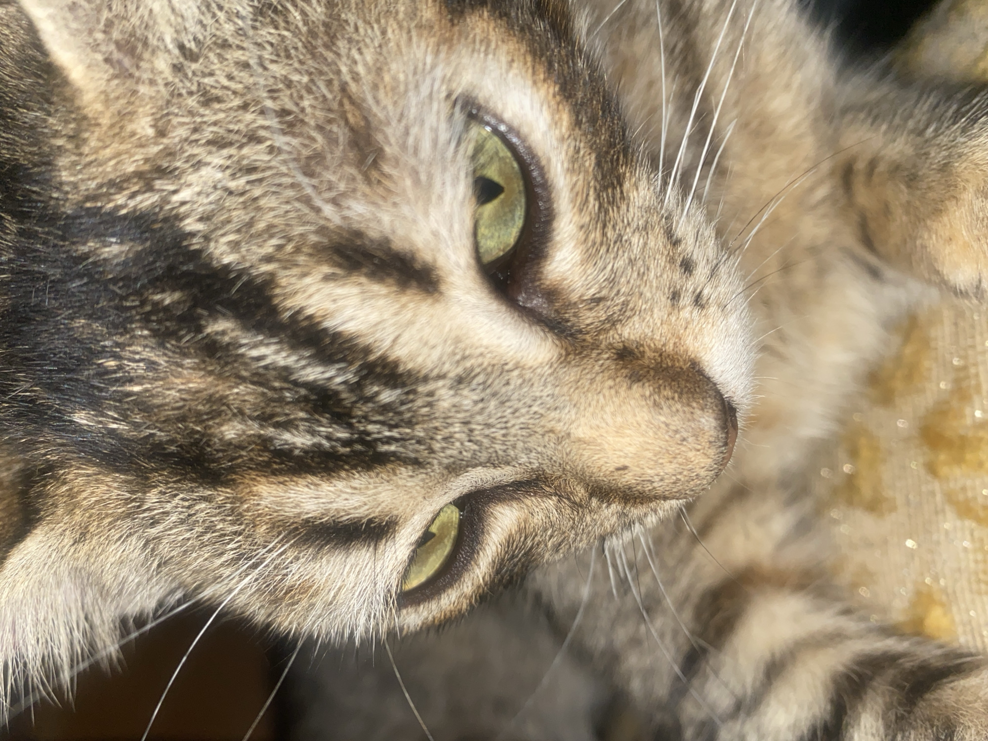 The image is a close-up photograph of a domestic tabby cat's face, with its eyes partially closed and looking downwards. The cat has striped fur in shades of brown, black, and tan. Its eyes are a striking green color. The background is out of focus, but appears to be a textured surface with some glistening, possibly water droplets. There is no discernible connection to Tinaquillo, Venezuela.