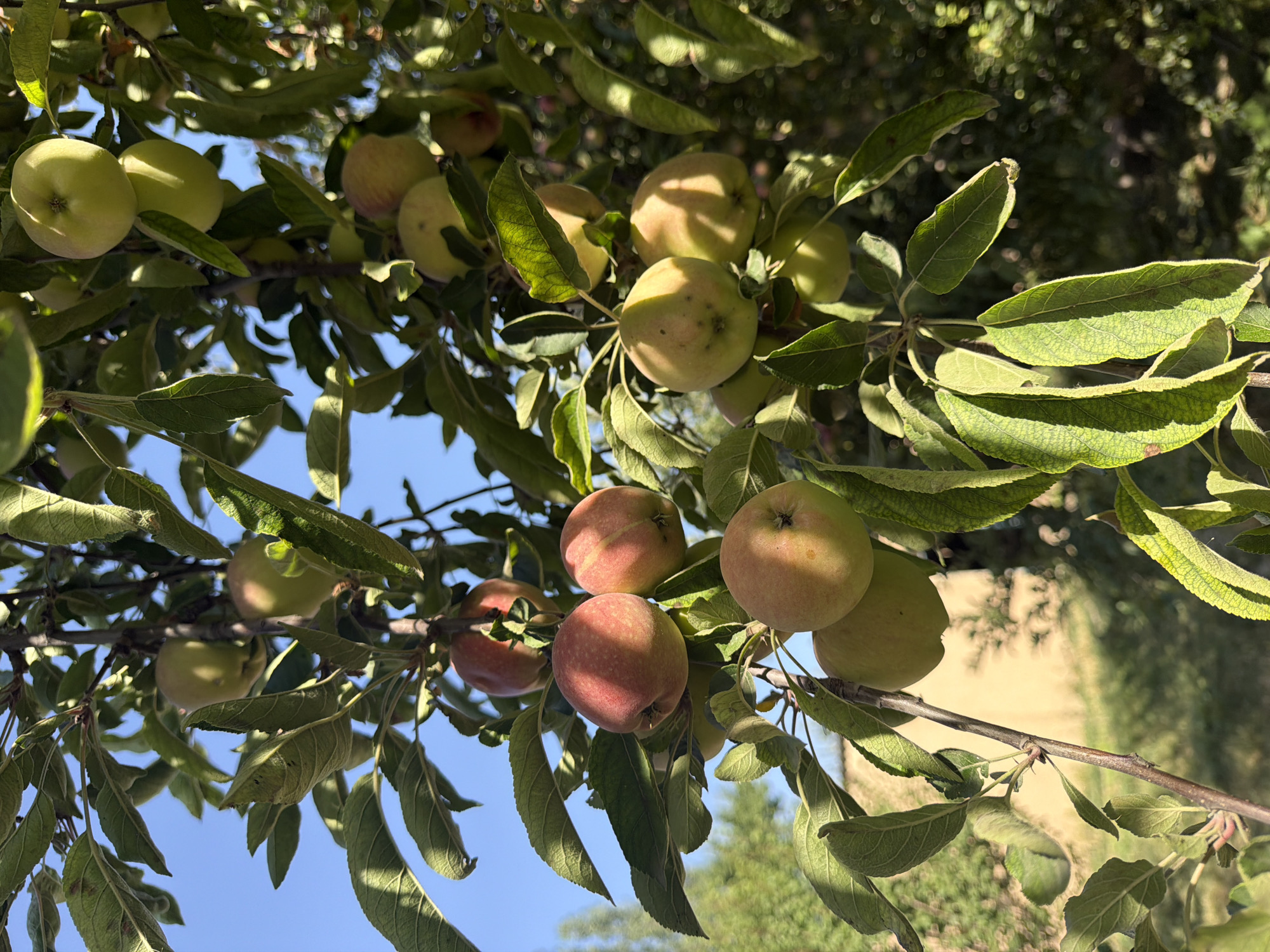 In the city of Bakhmal, Uzbekistan, an apple tree is heavily laden with ripe apples. The apples vary in color, with some being a pale green and others showing a blush of red. They are clustered on branches, partially obscured by the tree's lush green leaves. Sunlight filters through the foliage, casting dappled shadows on the fruit. The background consists of more greenery and hints of distant structures, suggesting a rural or semi-rural setting. The sky above is a clear, bright blue. The image focuses on the abundance of fruit and the natural setting of the orchard.