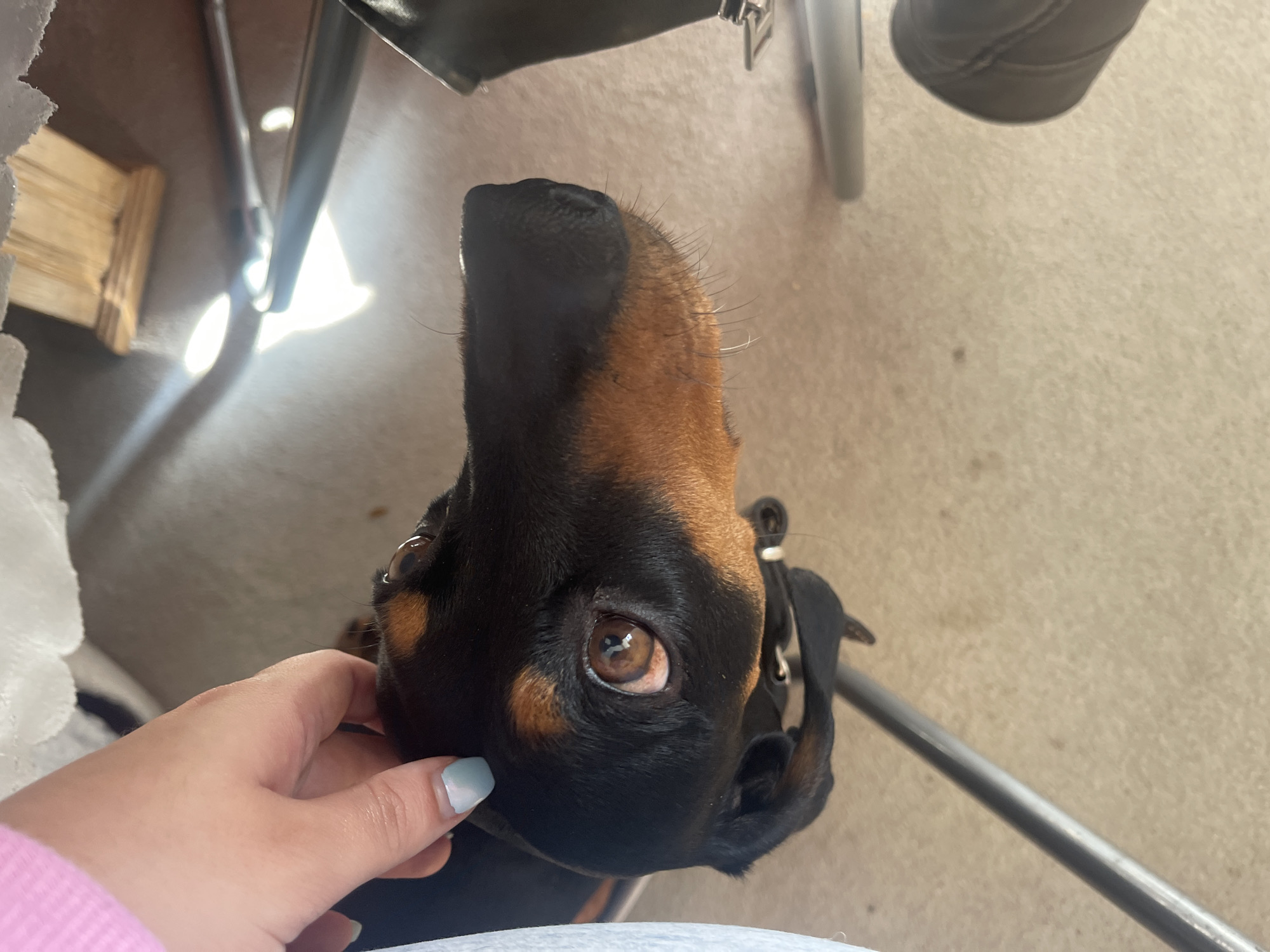 A close-up, high-angle shot shows a person's hand gently touching the head of a black and brown dog. The dog's eye is prominently visible, with brown irises. The background is blurred, but includes parts of a chair, a carpeted floor, and some other indistinct objects. The specific location in Maidstone, United Kingdom, cannot be determined from this image alone.