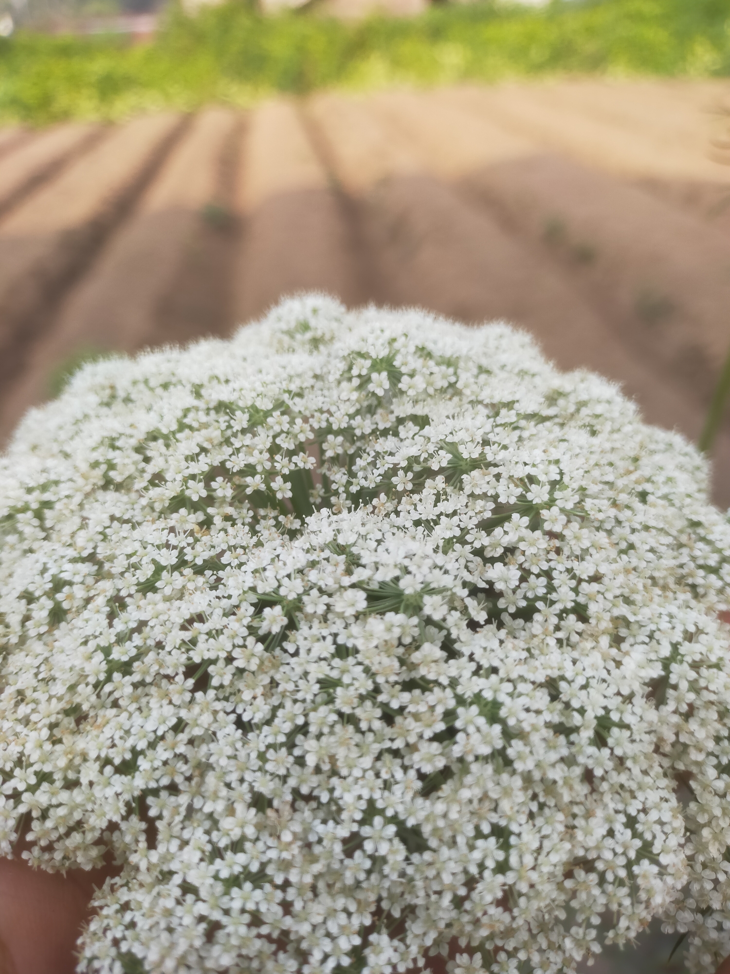 In Padang Dalom, Indonesia, a close-up shot captures a dense cluster of tiny white flowers, likely part of a larger inflorescence such as Queen Anne's Lace or a similar umbellifer. The flowers are tightly packed, creating a textured, frothy appearance. In the background, blurred rows of cultivated land suggest an agricultural setting, possibly a farm or garden, with hints of green foliage further in the distance. The shallow depth of field emphasizes the delicate details of the flowers in the foreground, while the background remains indistinct.