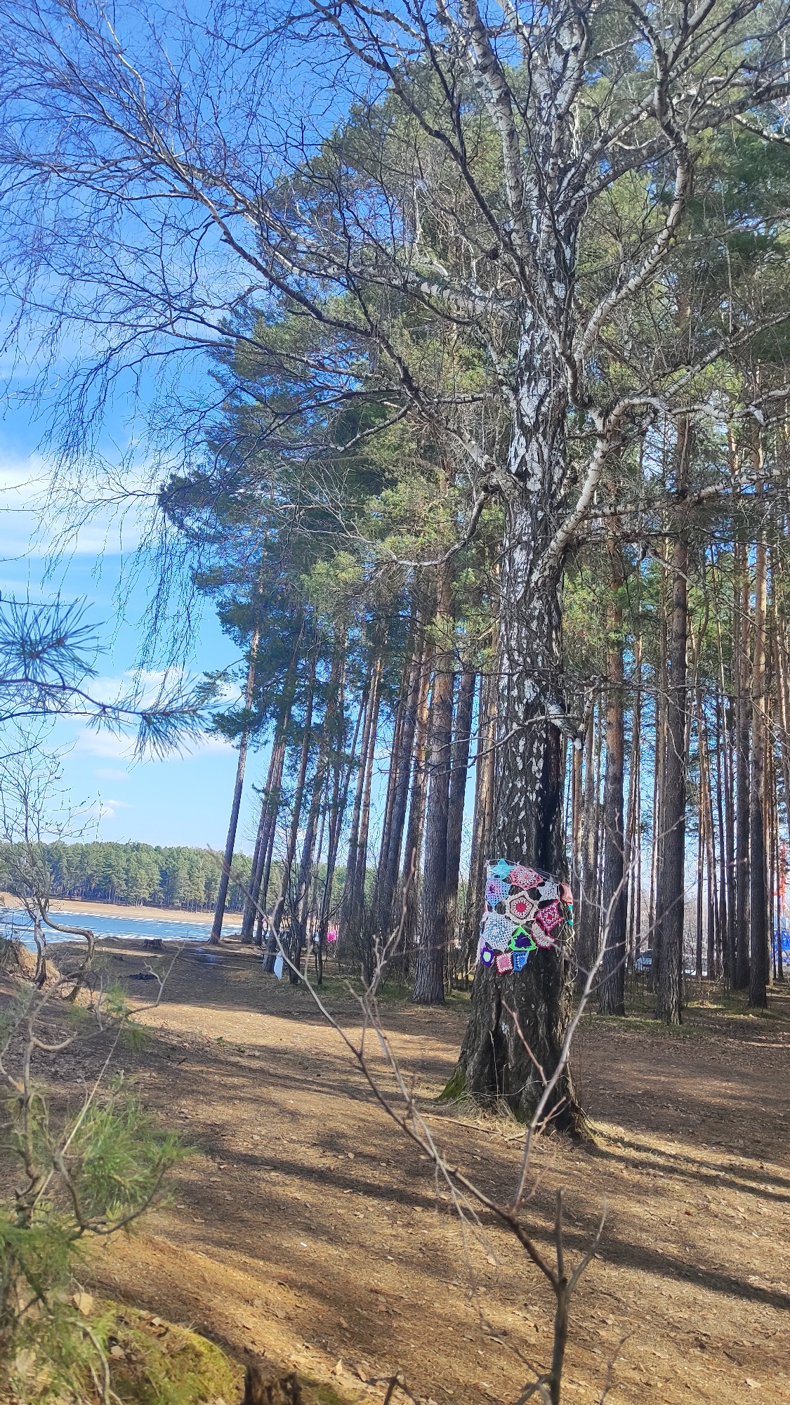 This vertical image depicts a serene forest scene at the edge of a body of water, likely a lake or river, under a bright, clear blue sky. The setting appears to be Chaikovsky, Russia, characterized by its characteristic trees and landscape.
In the foreground and center, a tall birch tree stands out with its distinctive white and black patterned bark. Its branches, mostly bare, extend upwards and outwards, forming an intricate network against the sky. A notable detail is a colorful, multi-patterned crocheted wrap adorning the lower trunk of this birch tree, featuring various geometric designs and bright shades of green, pink, purple, and blue, suggesting a form of "yarn bombing" or an artistic installation.
Behind the birch tree and extending to the right, a dense stand of tall, slender pine trees forms a verdant backdrop, their dark green needles providing a contrast to the lighter tones of the birch. To the left, beyond the pines, a wide expanse of water is visible, with hints of ice or snow along its far bank, suggesting cold weather or early spring. The opposite shore is lined with more trees.
The forest floor is covered with a carpet of dry, earthy-toned pine needles and fallen leaves. Scattered bare branches and small shrubs are visible in the immediate foreground, adding depth. The bright sunlight casts clear shadows on the ground, indicating a sunny day, likely mid-morning or afternoon. No people are visible, and there is no discernible text in the image. The scene evokes a sense of peacefulness and natural beauty, subtly enhanced by the unexpected human-made adornment on the tree.