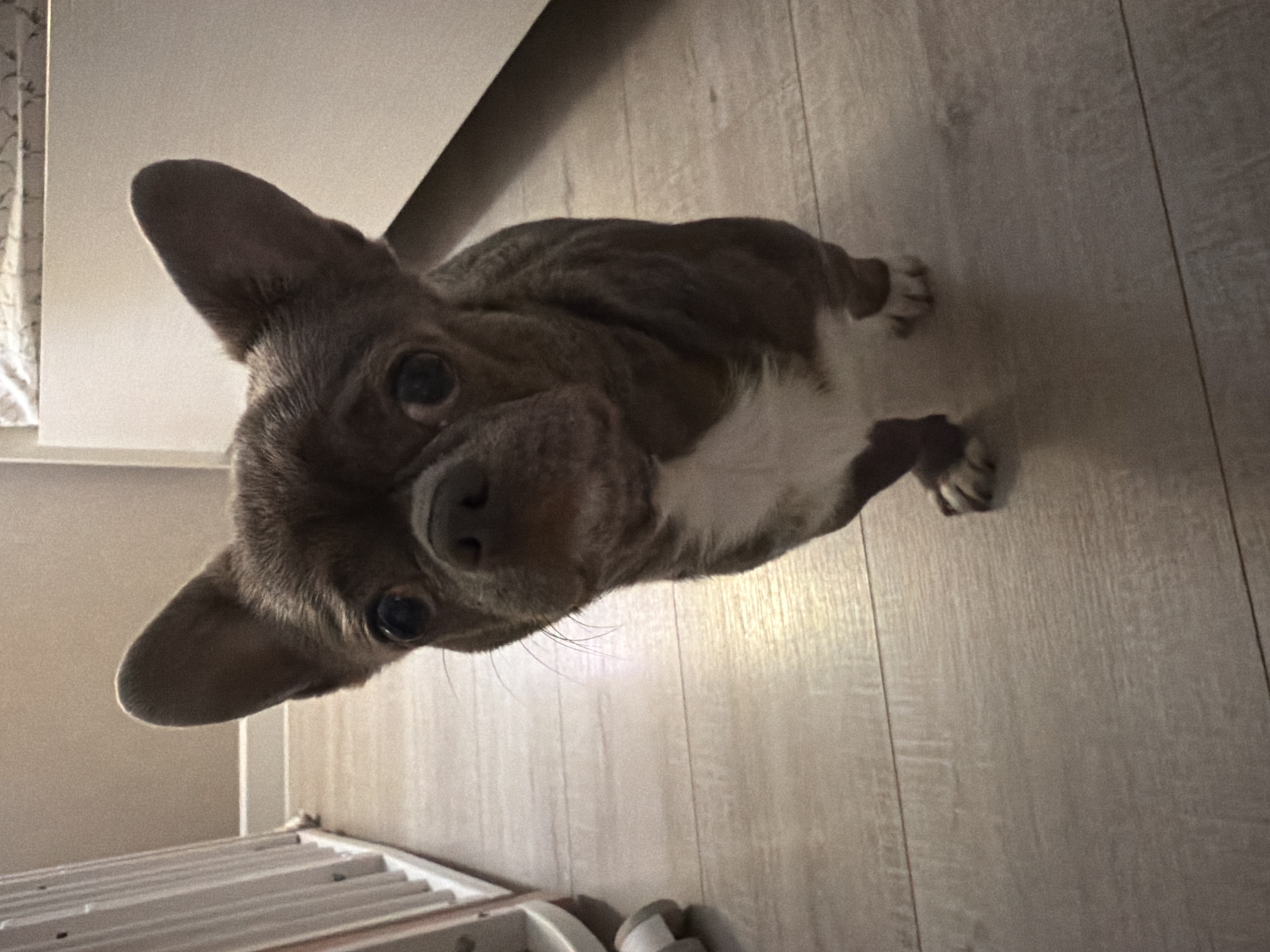 A close-up, high-angle photograph shows a gray-and-white French Bulldog-type dog. The dog is standing on a light-colored wood-grain floor. A white radiator is visible in the lower left corner. The location is indoors, presumably a domestic residence, but there is no information in the image to associate it with the city of Votkinsk, Russia.