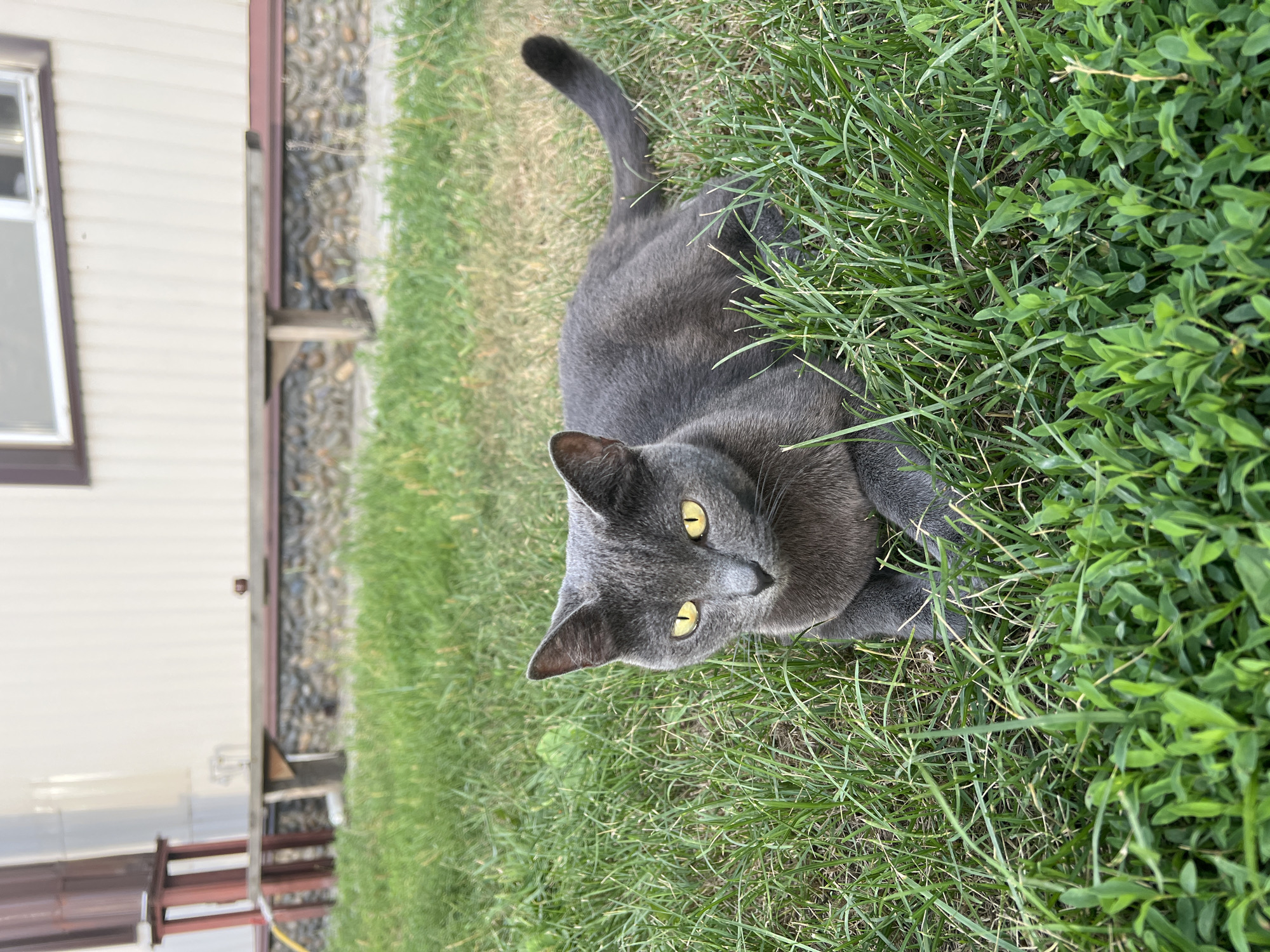 A gray cat with yellow eyes is lying on a patch of green grass. The cat is in focus, with the background slightly blurred. Behind the cat, there is a building with light-colored siding and a stone foundation. A wooden bench and some structures are visible near the building. The scene appears to be outdoors, possibly in a yard or garden. The location is identified as Biysk, Russia.