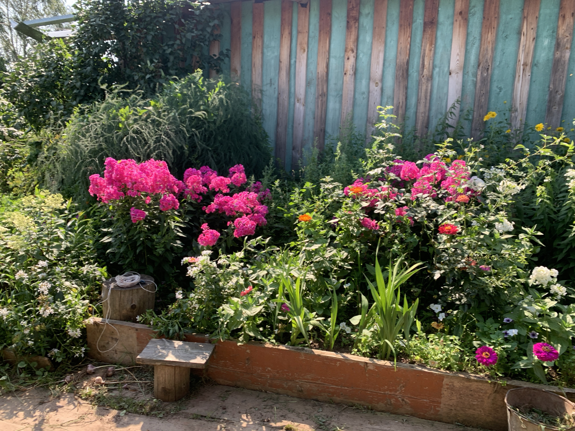 This is a horizontal, medium-shot photograph of a vibrant flower garden in Panteleevka, Russia. In the background, a weathered, wooden fence, with vertical planks painted in alternating shades of teal and brown, stands tall. To the left of the fence, lush green foliage, including a large tree with broad leaves and a dense evergreen shrub, creates a verdant backdrop. The foreground is dominated by a raised flower bed made of weathered, orange-painted wood. The bed is overflowing with a variety of colorful flowers. Bright pink phlox and white flowers are most prominent, interspersed with smaller white and yellow blooms. Several tall, green stalks of what appear to be lilies or gladioli also stand out. Scattered amongst the flowers are a few orange and magenta zinnias. To the left of the flower bed, a rough-hewn wooden stump serves as a stand, with a coil of white rope draped over it. In front of the stump, two pieces of raw lumber are laid on the ground, and a small, wooden stool-like object with a sloped seat rests on the lumber. On the ground, near the lumber and stool, lie several bulbs, possibly garlic. The ground is a mix of dirt and dried leaves, with dappled sunlight creating shadows. To the far right, a portion of a rusted, metal bucket containing dried grass or foliage is visible. No people are present in the image.