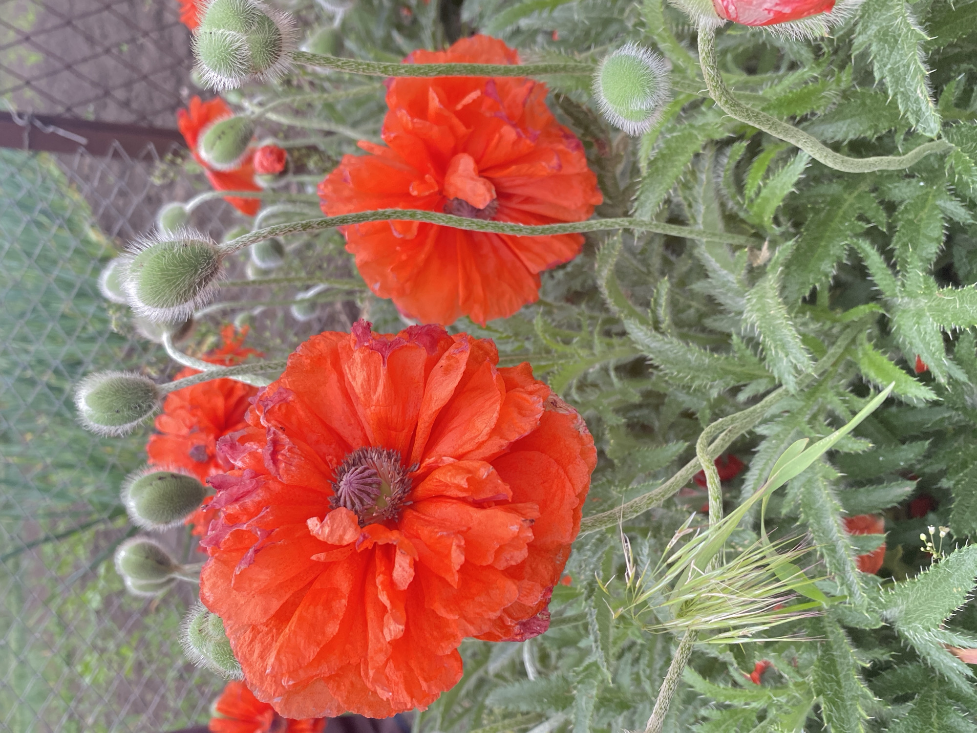 A close-up shot depicts several red poppy flowers in varying stages of bloom. In the foreground, one fully opened flower dominates the view with its intricate, ruffled petals and a dark purple center. Behind it, another poppy flower is slightly less open, its petals similarly vibrant. Several unopened poppy buds, covered in soft, light-colored hairs, are interspersed among the flowers. The plant's foliage is a dense collection of spiky, textured green leaves, creating a wild, untamed feel. In the background, a blurred fence suggests the edge of a garden or a cultivated space. The location is not specified within the image.