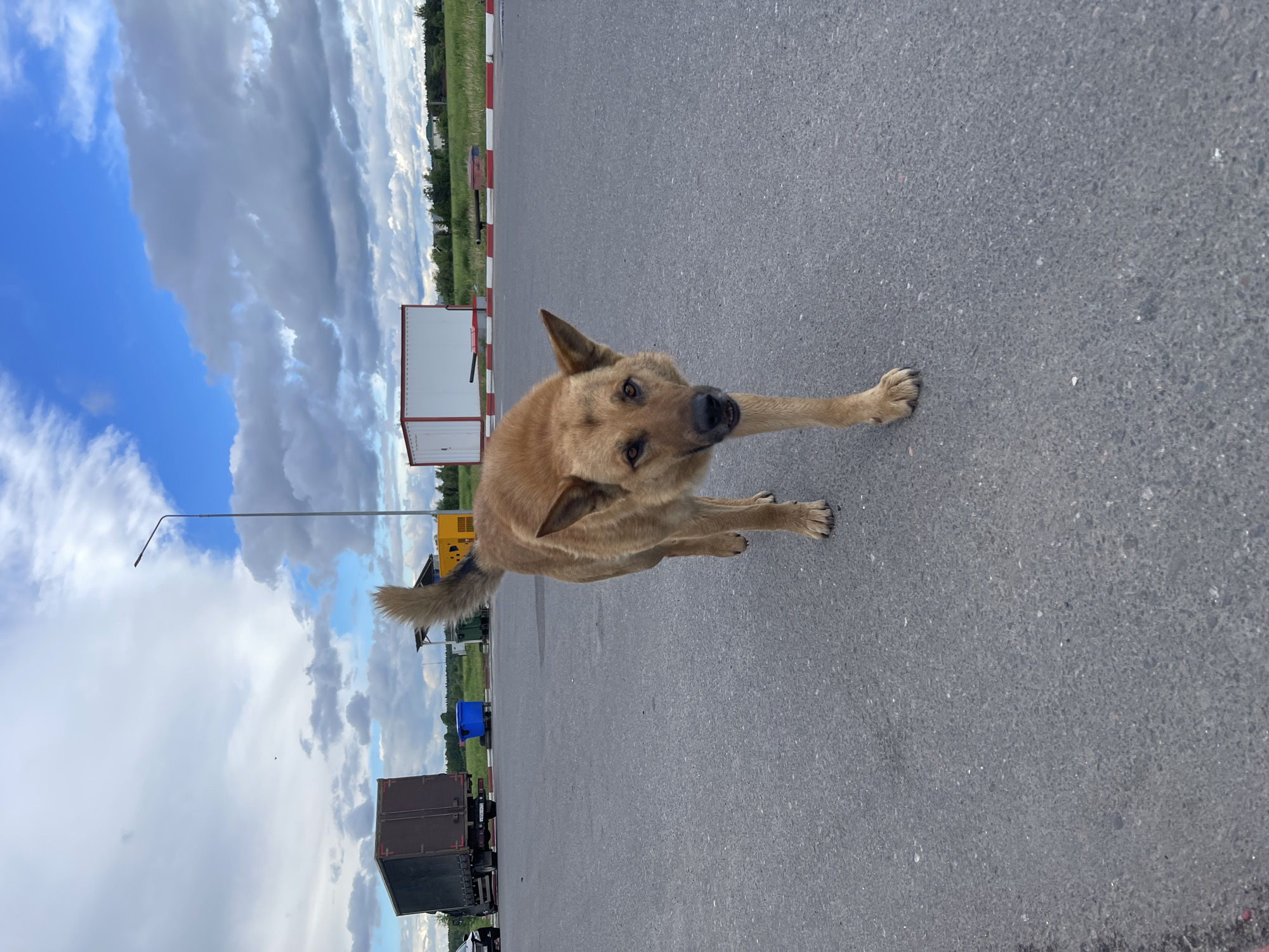 A medium-sized, tan-colored dog with erect ears stands on an asphalt surface. The dog is facing the viewer with its right paw extended forward. In the background, there is a row of trucks and trailers, some painted brown and blue. A white and red striped border marks the edge of the paved area, with vegetation visible beyond. The sky is partly cloudy with patches of blue. A street lamp is also visible in the background. This is presumed to be in the city of Бавыкино, Russia.
