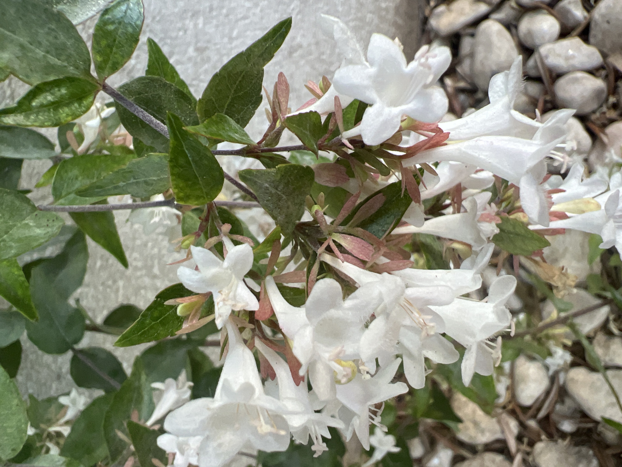 A close-up shot focuses on a cluster of white Abelia grandiflora flowers and green leaves against a light-colored, textured wall. The flowers are tubular with flared, delicate petals and some show hints of pinkish-red on the sepals. The leaves are oval-shaped with serrated edges and a somewhat waxy appearance. The ground beneath the plant is covered with small, smooth, light-colored stones. The scene is well-lit, likely with natural daylight, casting soft shadows. The setting appears to be an outdoor urban or suburban environment, possibly a garden or a decorative planting area in Hof HaCarmel Regional Council, Israel. There are no people or animals visible in the image.