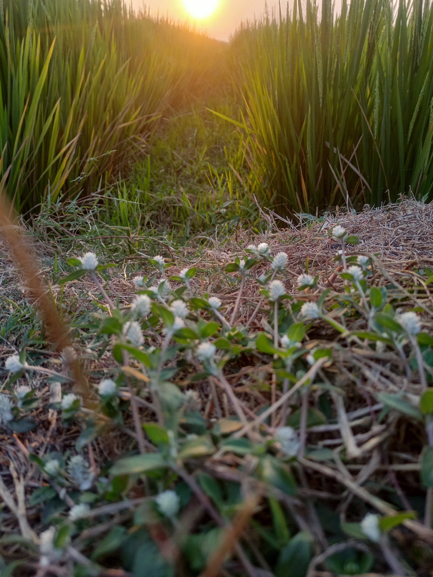 The image depicts a rice paddy field in Karangtalun, Indonesia, at sunset. Tall, green rice stalks line a narrow dirt path leading into the distance, where the sun is setting, casting a warm, golden glow. In the foreground, small, white wildflowers with green leaves grow amongst dried grass and straw. The lighting suggests a warm, late afternoon or early evening. No people are present in the scene.