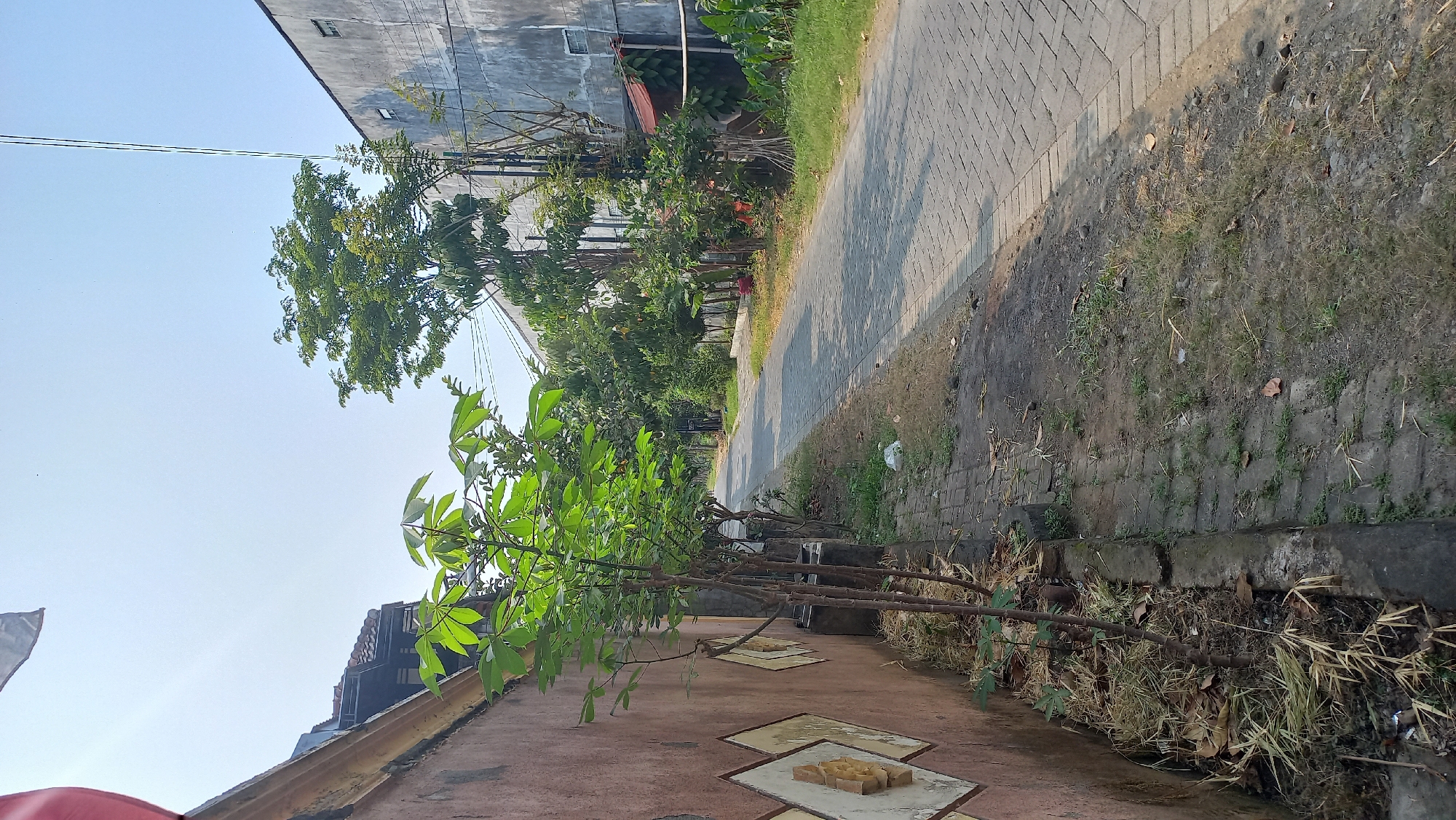 A sunlit, narrow, paved road curves through a residential area in Mangunsari, Indonesia. The road is bordered on the left by a low, textured, reddish-brown wall adorned with diamond-shaped decorative elements. Alongside the wall, a few young, leafy trees are planted in a strip of dry grass and fallen leaves. The right side of the road features a patch of green grass and beyond that, a tall, light gray building with small windows. Several mature trees with lush green foliage line the road, casting dappled shadows on the pavement. The sky above is clear and bright blue. A few power lines are visible stretching across the upper portion of the frame. The overall scene depicts a quiet, sun-drenched street in a tropical urban environment.