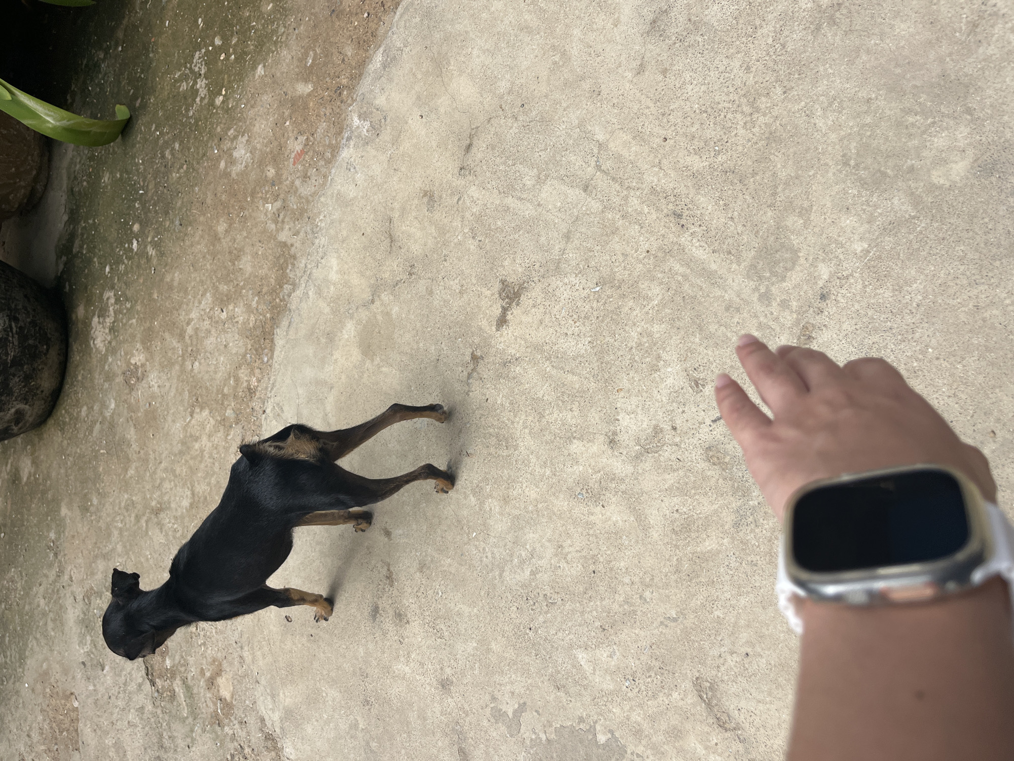 A black dog with tan legs stands on a concrete surface. The dog is facing left, away from the camera. A person's left arm, wearing a smartwatch, is in the foreground, reaching out towards the dog. The background consists of concrete, some dirt, and large potted plants. The scene appears to be an outdoor area, possibly a courtyard or patio, in Juan Griego, Venezuela.