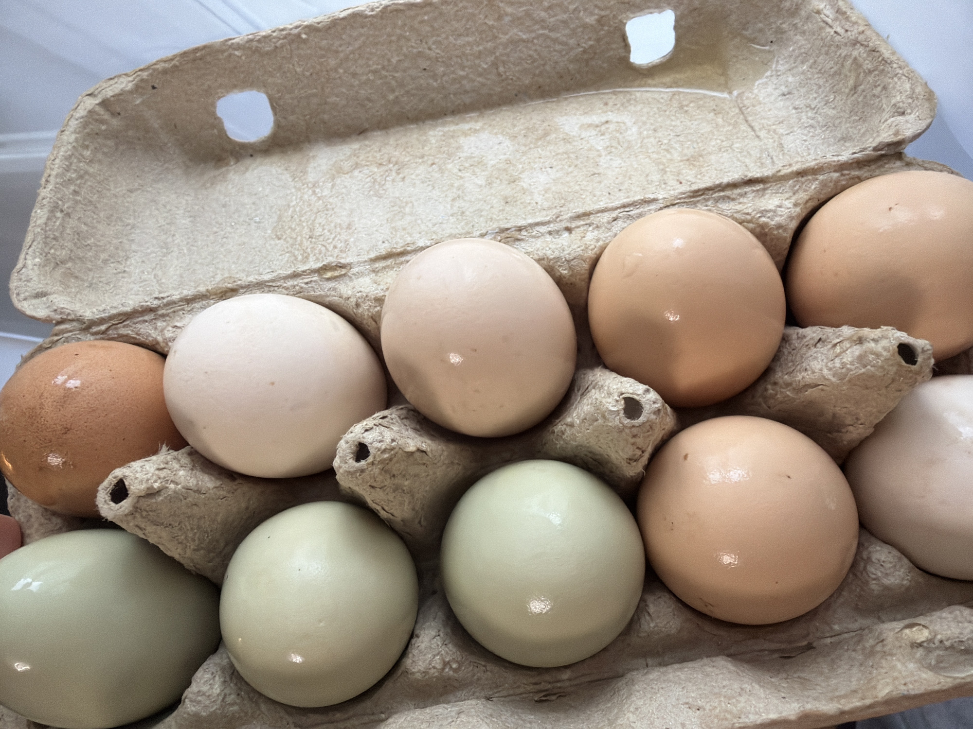 The image displays an open paperboard egg carton filled with ten diverse eggs, viewed from a slightly elevated, angled perspective. The carton, made of light brown, fibrous material, holds the eggs securely in its individual compartments.
The eggs exhibit a range of natural colors: several are light brown or tan, some appear cream-colored, and two prominent eggs in the bottom row are a distinctive greenish-blue shade. Another egg on the far left, partially visible, also appears to be green. Bright, diffused light illuminates the scene, casting subtle reflections on the smooth surfaces of the eggshells.
The background is indistinct and bright, suggesting an indoor setting, possibly a kitchen or pantry in Saint Petersburg, Russia. There are no people, explicit activities, or visible text in the image.