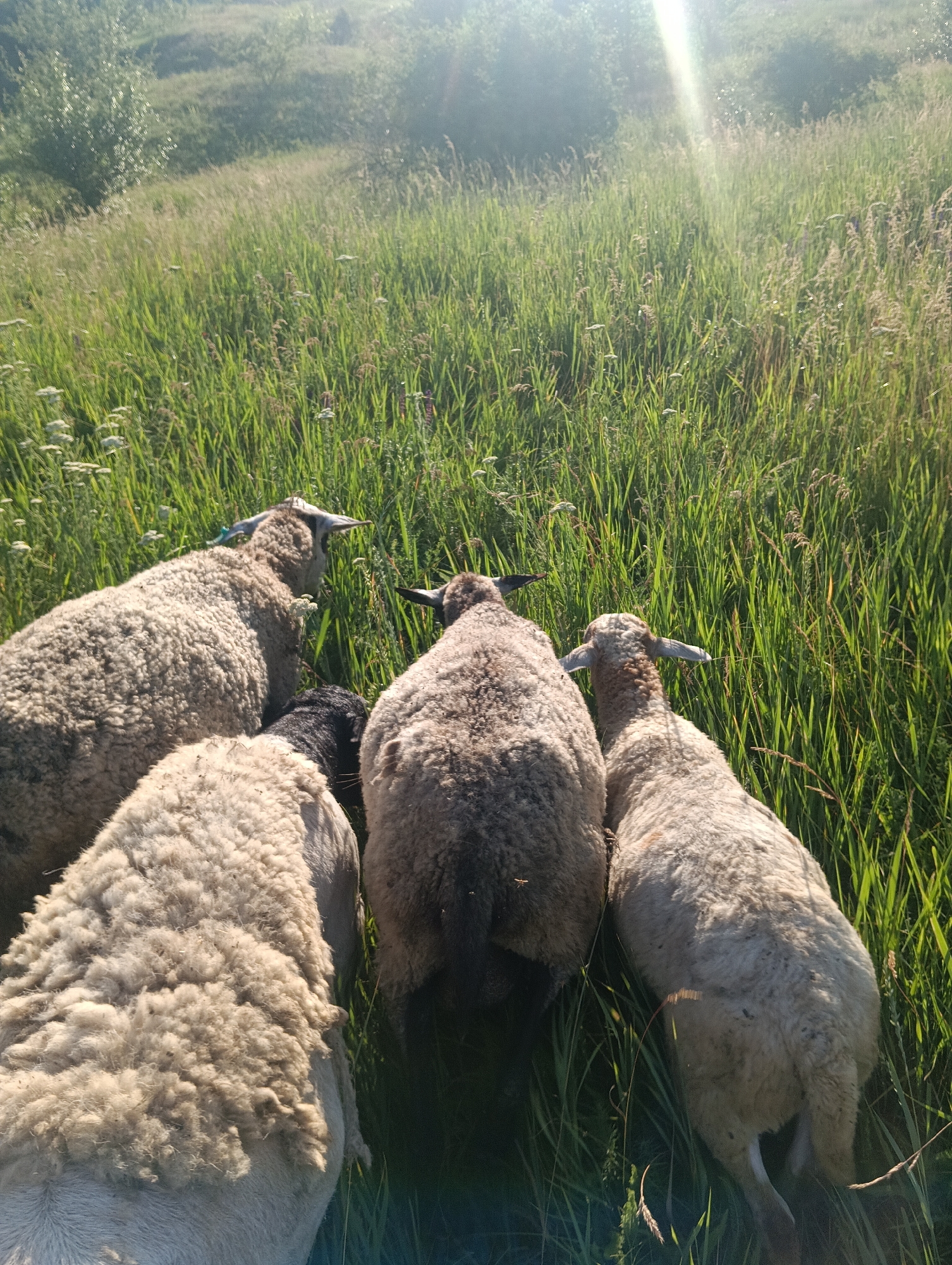 The image shows a flock of sheep standing in a grassy field on a sunny day. The sheep are facing away from the camera, and their backs are to the viewer. They are all looking down at the grass, presumably grazing. The sun is shining brightly, and there is a lens flare in the upper right corner of the image. The grass is tall and green, and there are some wildflowers scattered throughout. The overall impression is one of a peaceful rural scene.
The sheep appear to be of various breeds, with some having white wool and others having black wool. One of the sheep on the left has a blue tag on its ear. The sun's rays are creating a warm glow on the scene, and the shadows are relatively short, indicating that it is likely midday or early afternoon. The lush green grass suggests it is spring or summer. The setting appears to be a natural, undeveloped area, possibly a meadow or pasture. There is no text visible in the image.