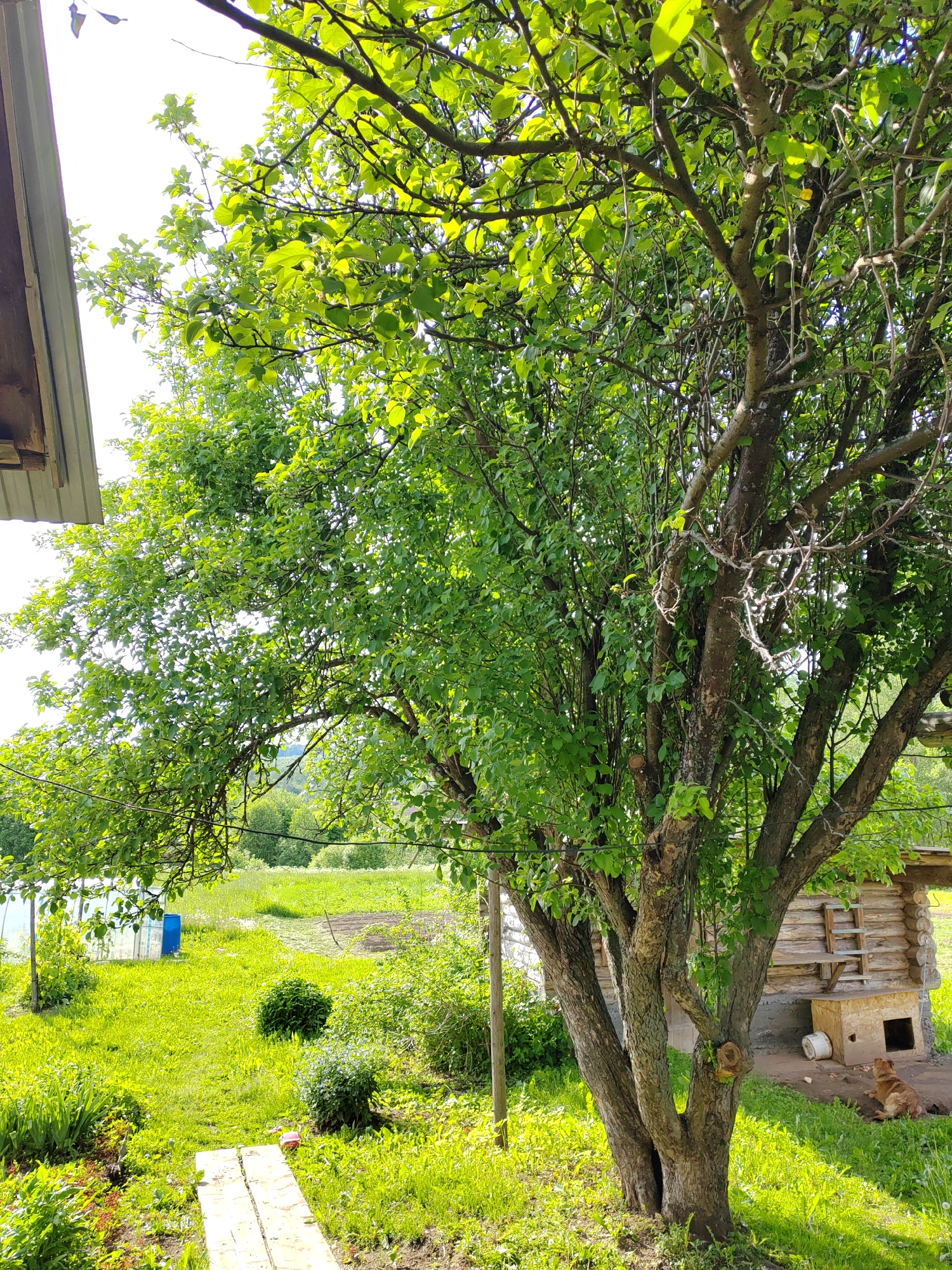 This image captures a vibrant, sunlit rural scene, likely a backyard or garden. A large, deciduous tree with abundant bright green leaves stands prominently on the right side and center, its branches stretching across much of the frame.
In the mid-ground to the right, a reddish-brown dog is resting on the ground, partially in the shade, next to a rustic log cabin-style wooden building. This building features a small, wooden dog house or shelter built into its base, with a white bucket placed nearby. A wooden ladder leans against the side of the log structure.
To the left of the frame, a transparent greenhouse or polytunnel is visible further back in the yard, with a blue barrel positioned next to it. The ground is covered in lush green grass, indicating a healthy, well-vegetated area. Two wooden planks form a simple pathway in the lower-left foreground. Various bushes and smaller green plants are scattered throughout the scene. A red object is also visible on the grass near the pathway.
The bright sunlight suggests it is a clear, sunny day, likely morning or afternoon. The overall impression is one of peaceful rural life, with no specific human activity taking place beyond the dog resting. There is no visible text in the image.