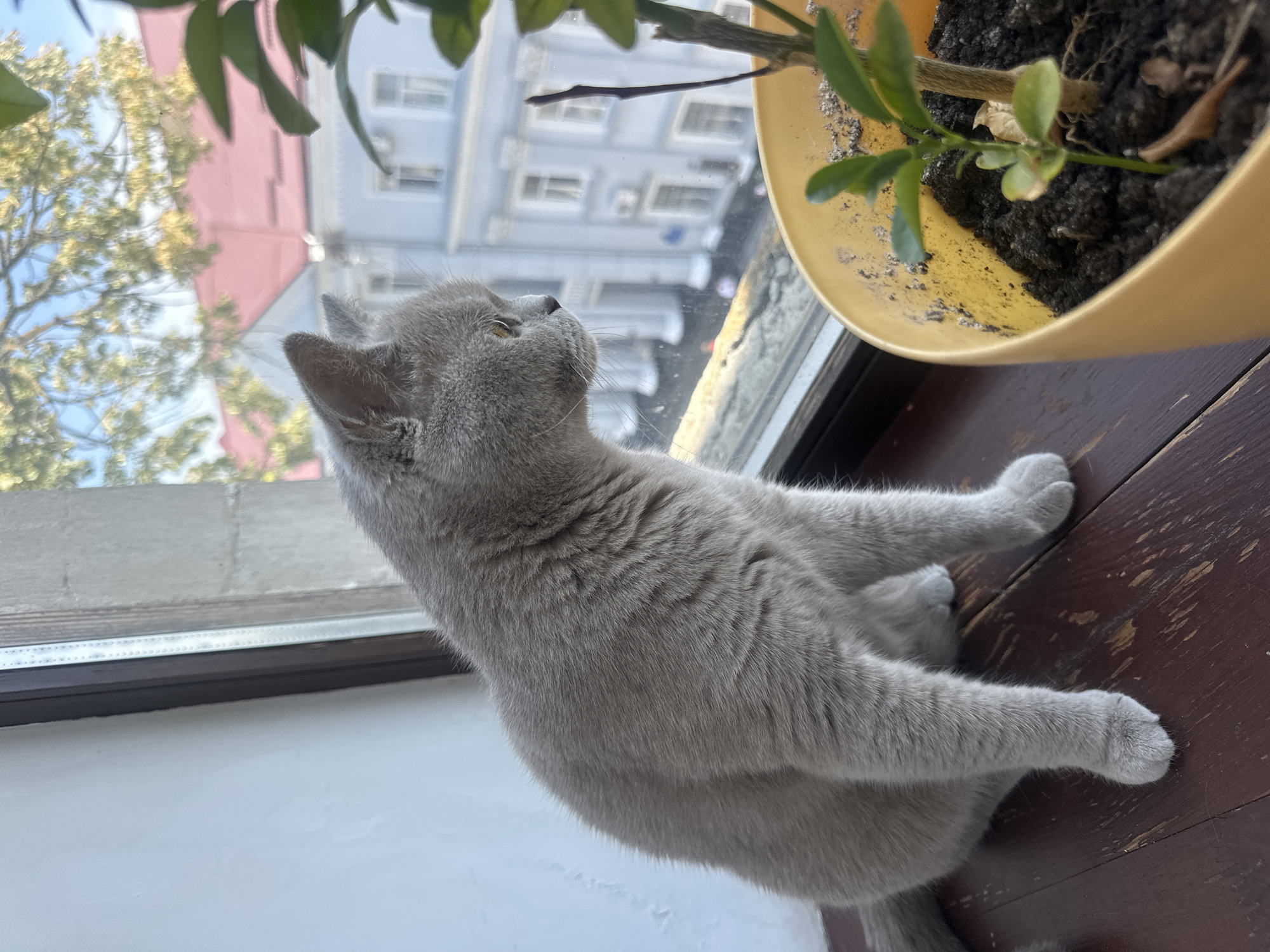 A gray cat sits on a wooden windowsill, looking out at a street scene in Ternopil, Ukraine. The cat is positioned to the left of a yellow pot containing a small plant. Through the window, a light blue building with white trim and numerous windows is visible. Above the building, a tree with green and yellow leaves extends into a blue sky. The overall impression is one of a quiet domestic scene set against an urban backdrop.