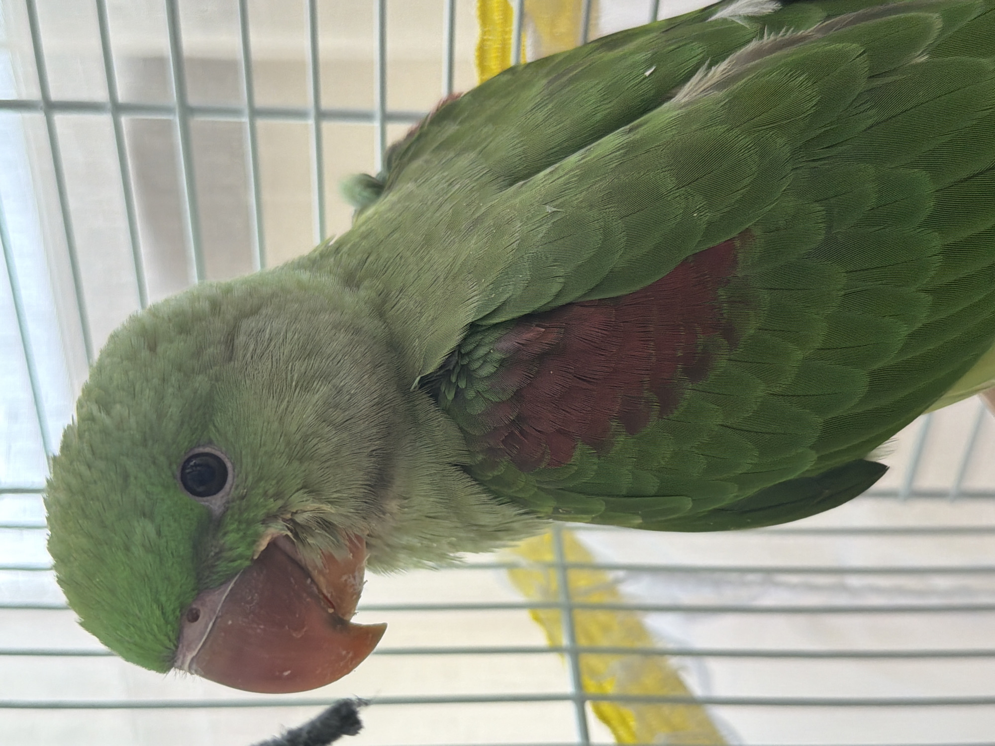 A close-up, diagonal shot features a green parrot inside a cage. The parrot dominates the frame, facing slightly left and looking directly at the viewer with a dark, round eye. Its head is covered in soft, light-green feathers. The prominent beak is a reddish-orange hue, slightly curved, with a darker tip. Visible nostrils are present above the beak.
The parrot's body is primarily a vibrant green, with a distinct patch of darker reddish-brown/maroon feathers visible on its wing/side. Its feathers appear neatly layered and well-groomed. Part of a fuzzy, dark grey rope or perch is visible near its lower beak.
The setting is a bird cage, identifiable by the grid of light-colored metal bars that form the background and foreground elements. Behind the parrot, a soft, diffused light suggests an indoor setting, possibly near a window, illuminating the scene. A bright yellow object, likely another toy or perch, is partially visible through the cage bars in the background. No specific activity beyond posing for the camera is evident, and the parrot's expression is neutral and observant. There is no visible text.