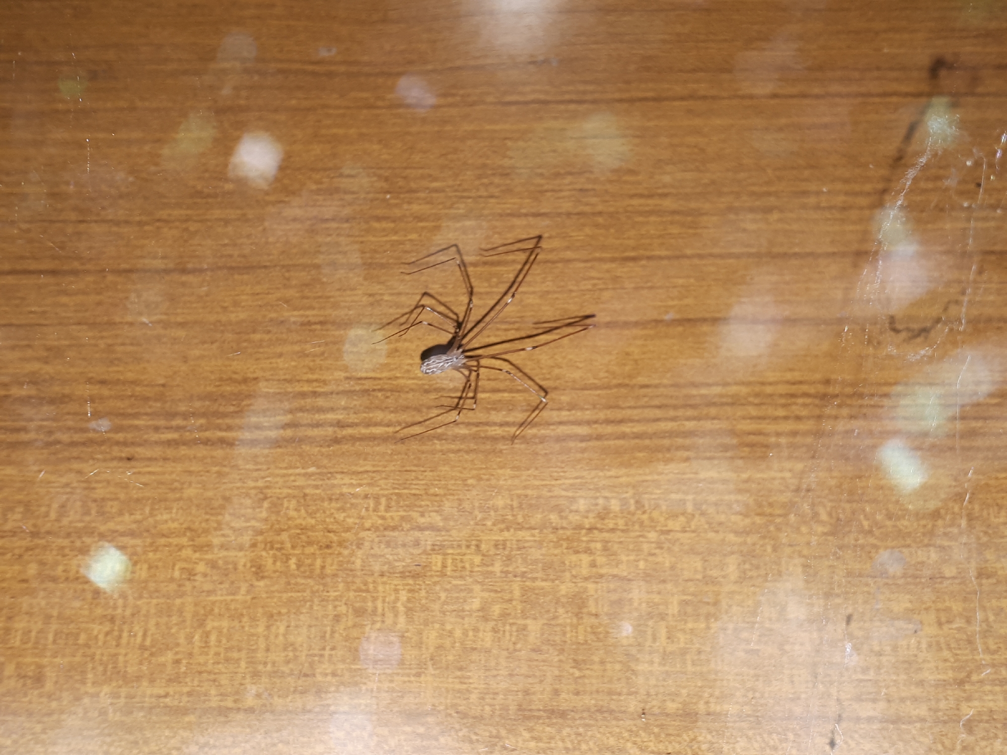 A long-legged spider is centered on a wooden surface, possibly a table or wall. The spider's body is small and grayish, while its legs are long, thin, and dark. The wooden surface has a light brown, grainy texture with vertical wood grain lines. Several out-of-focus light reflections or glare spots are scattered across the surface, obscuring some of the details. The scene is dimly lit, and the focus is on the spider.