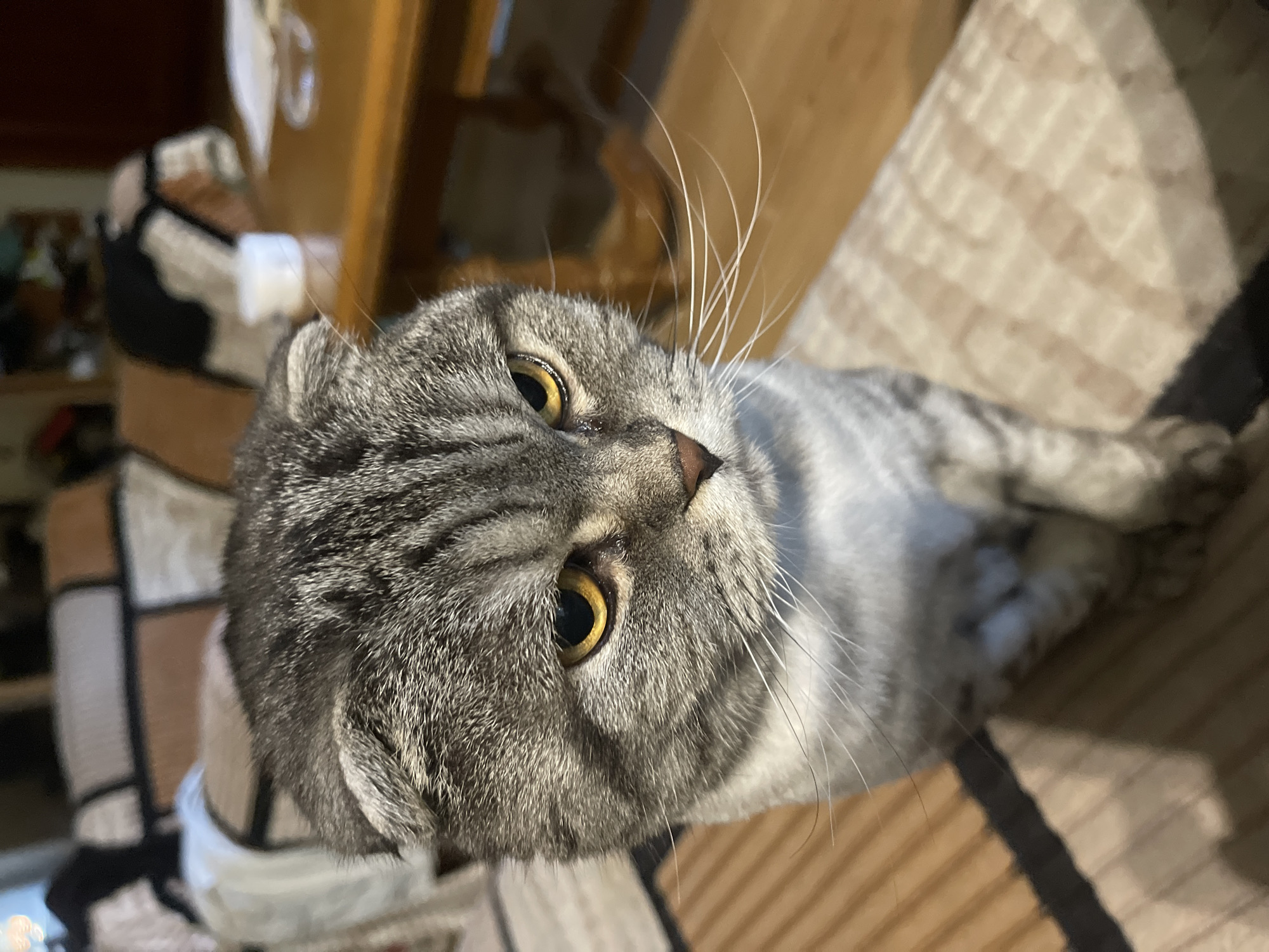 A grey tabby Scottish Fold cat sits in an indoor setting. The cat's fur is a mix of dark grey and lighter grey stripes. Its ears are folded forward. The cat has large, yellow eyes and prominent white whiskers. The background of the image is out of focus, but appears to be a living room with furniture, including a sofa with a patterned throw and a wooden table. The lighting is dim.