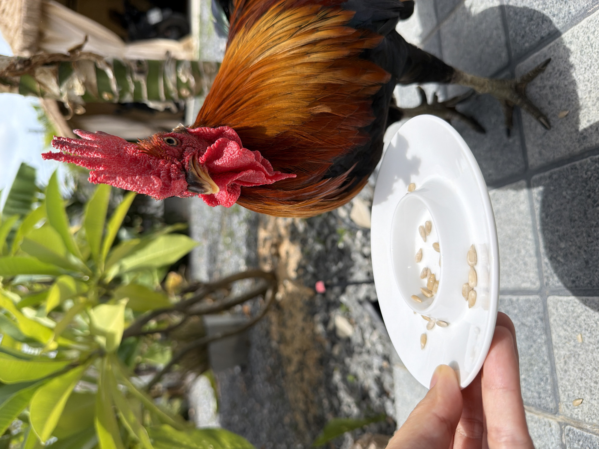 An outdoor scene in the city of Ko Samui District, Thailand, features a rooster with bright red comb and wattles and iridescent orange and black plumage, standing on a grey tiled surface. The rooster is partially visible from the chest down, with its legs and feet clearly seen. In the foreground, a hand holds a white saucer containing several small, light-brown seeds. The saucer is designed with a raised edge, creating a shallow central depression. To the left of the saucer, a person's thumb and forefinger are visible, holding the dish steady. In the background, lush green foliage, a palm tree with bamboo-like trunks, and a rustic thatched-roof structure can be observed, suggesting a tropical environment. The ground is covered in grey pebbles and tiles, with shadows indicating bright sunlight.