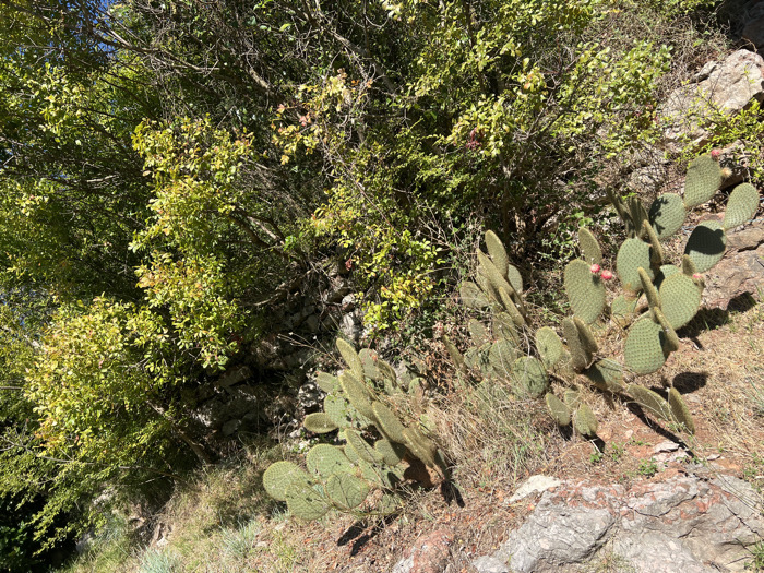 The image depicts a sunlit, rugged natural environment in Divanovići, Montenegro, captured from an elevated perspective. In the foreground and midground, several clusters of Opuntia cacti, commonly known as prickly pear, are present. These cacti consist of numerous flat, green, paddle-shaped segments, with some segments bearing small, reddish-pink fruits. The cacti are growing on dry, rocky ground interspersed with sparse brown and green grasses. Distinct shadows cast by the cactus paddles are visible, indicating direct sunlight from the upper right. In the background and occupying the upper left quadrant, a dense canopy of deciduous trees or large shrubs with vibrant green and some yellowish-green foliage is prominent. Partially obscured by this foliage, a rough stone wall constructed from irregular grey rocks is visible in the mid-background. No human subjects, animals, or explicit actions are observed within the scene. The environment is consistent with a Mediterranean or semi-arid landscape.