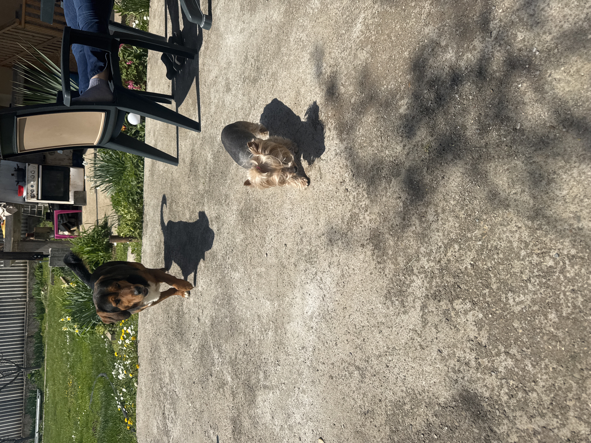 The image, possibly taken in Lehchevo, Bulgaria, shows an outdoor concrete patio area on a sunny day. Two dogs are present: one is a small, long-haired Yorkshire terrier, standing in the upper-center, and the other is a medium-sized, short-haired dog with brown and black fur, standing in the lower-left corner. Their shadows are clearly visible. A person wearing jeans and a grey shoe is seated in a green plastic chair in the upper-left corner of the frame. Adjacent to the chair is a patch of green grass and flowering plants. A building wall is visible behind the grass, featuring a window and a white object with red accents. A metal fence and a pink object are situated near the wall. The foreground concrete surface shows variation in texture and color. The overall perspective is from a slightly elevated angle, looking downward.