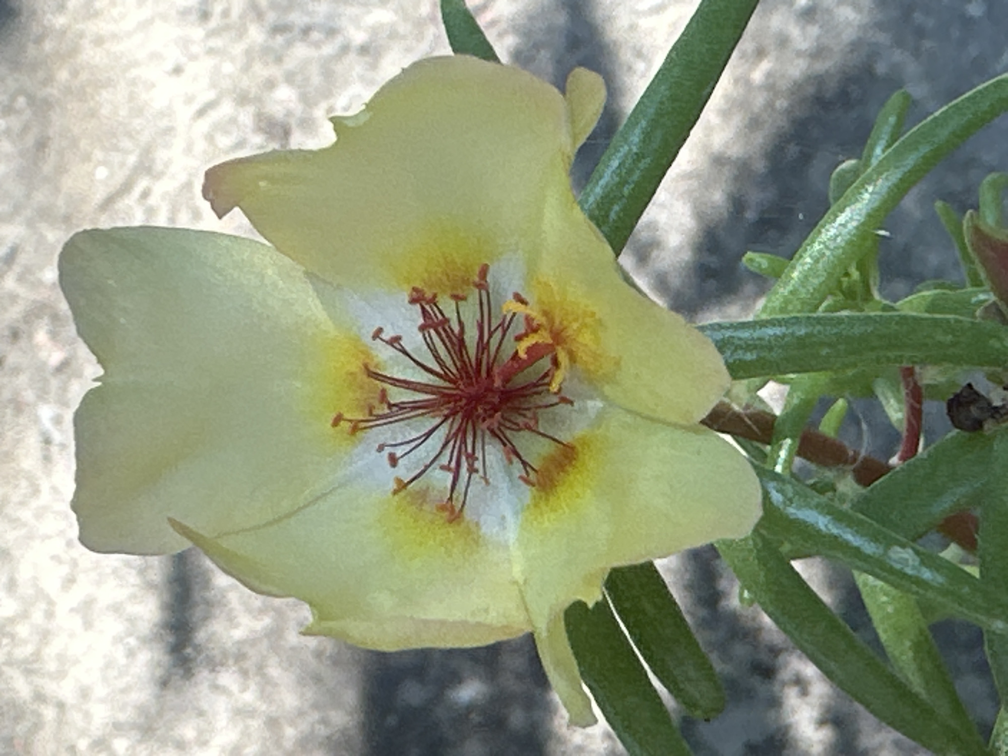 A close-up, eye-level, outdoor shot shows a pale yellow flower with a red and yellow center. The flower is in focus, with its delicate petals and stamen clearly visible. The background consists of a blurred gray, textured surface, possibly concrete or stone, with areas of light and shadow suggesting it is daytime. Several thick, green succulent leaves sprout from the base of the flower. The scene is devoid of any people or specific urban elements that would indicate it is located in Lobacheve, Ukraine.