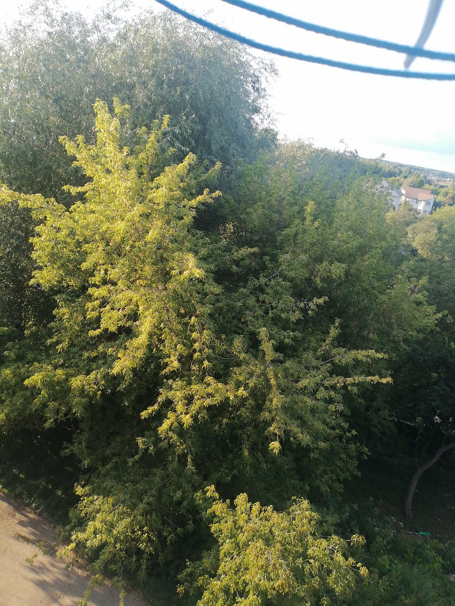 The image is an aerial view of a densely vegetated area with some houses visible in the background. A dirt path is present in the lower left corner. The scene is dominated by lush green trees, with some branches catching the sunlight, creating a dappled effect. The sky is bright and clear, suggesting a sunny day. The presence of houses indicates a semi-urban or suburban environment. No people or animals are visible in the frame. The blue rope in the upper portion of the image suggests the vantage point is from a height, possibly a balcony or a building.
