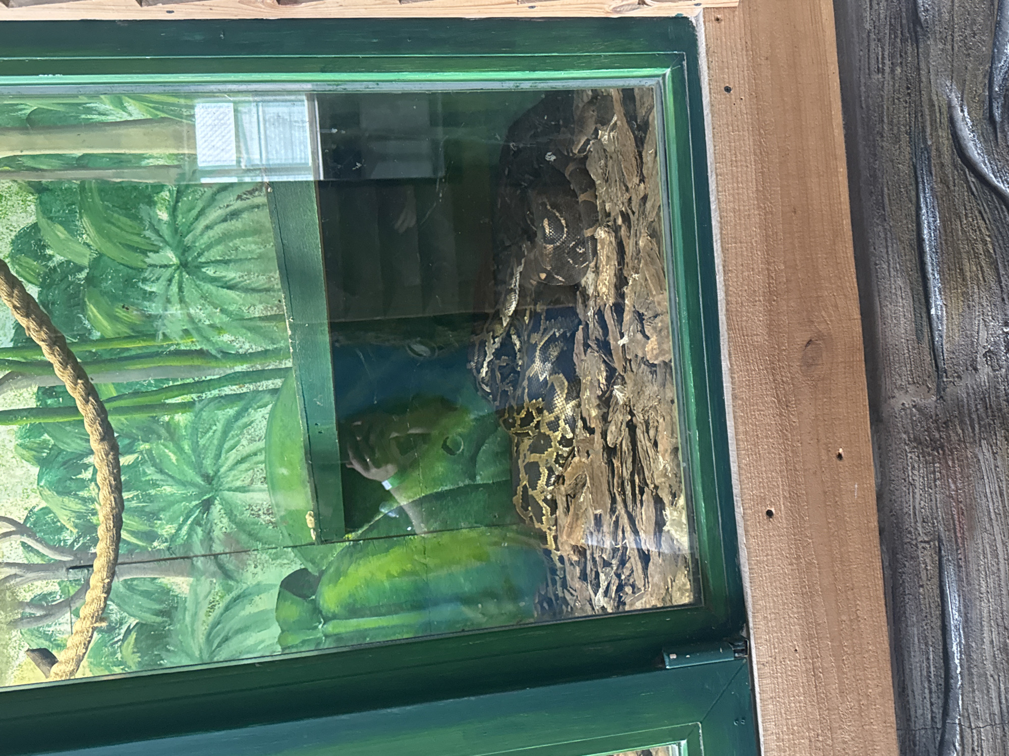 The image shows a close-up view of a snake enclosure within what appears to be a zoo or animal exhibit. The enclosure features a painted backdrop of a jungle environment with palm trees and a thick rope suspended from the top. Inside the enclosure, a large snake with a brown and yellow patterned skin is coiled on a bed of wood chips. The snake is the primary subject of the image, and its scales and markings are clearly visible. The enclosure is made of glass with a green frame, allowing a clear view of the snake and its habitat. The image is taken from a slightly elevated angle, looking down into the enclosure. There are reflections on the glass, including a person holding a camera, suggesting the photo was taken by a visitor. The overall scene is well-lit, with natural light illuminating the enclosure. The location is not specified in the image itself, and therefore no information about Zaliznychne, Ukraine, can be deduced.