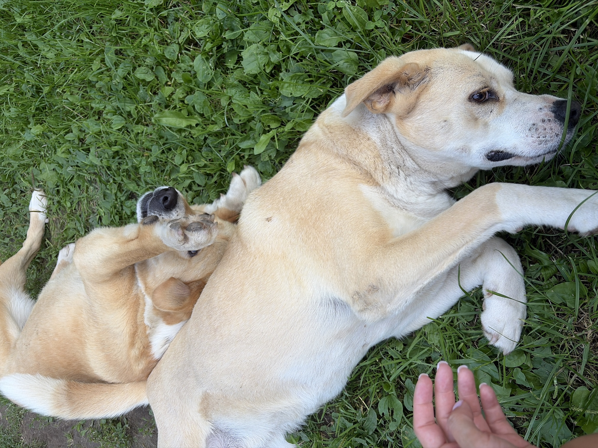 Two light-colored dogs are lying on the grass. One dog is on its back with its paws in the air, and the other dog is lying on its side. A human hand is visible on the left side of the image, reaching towards the dog. The scene appears to be outdoors, possibly in a park or backyard, with green grass and some dirt visible in the background. The image quality is clear, showing the details of the dogs' fur and the texture of the grass. The lighting suggests it is daytime.